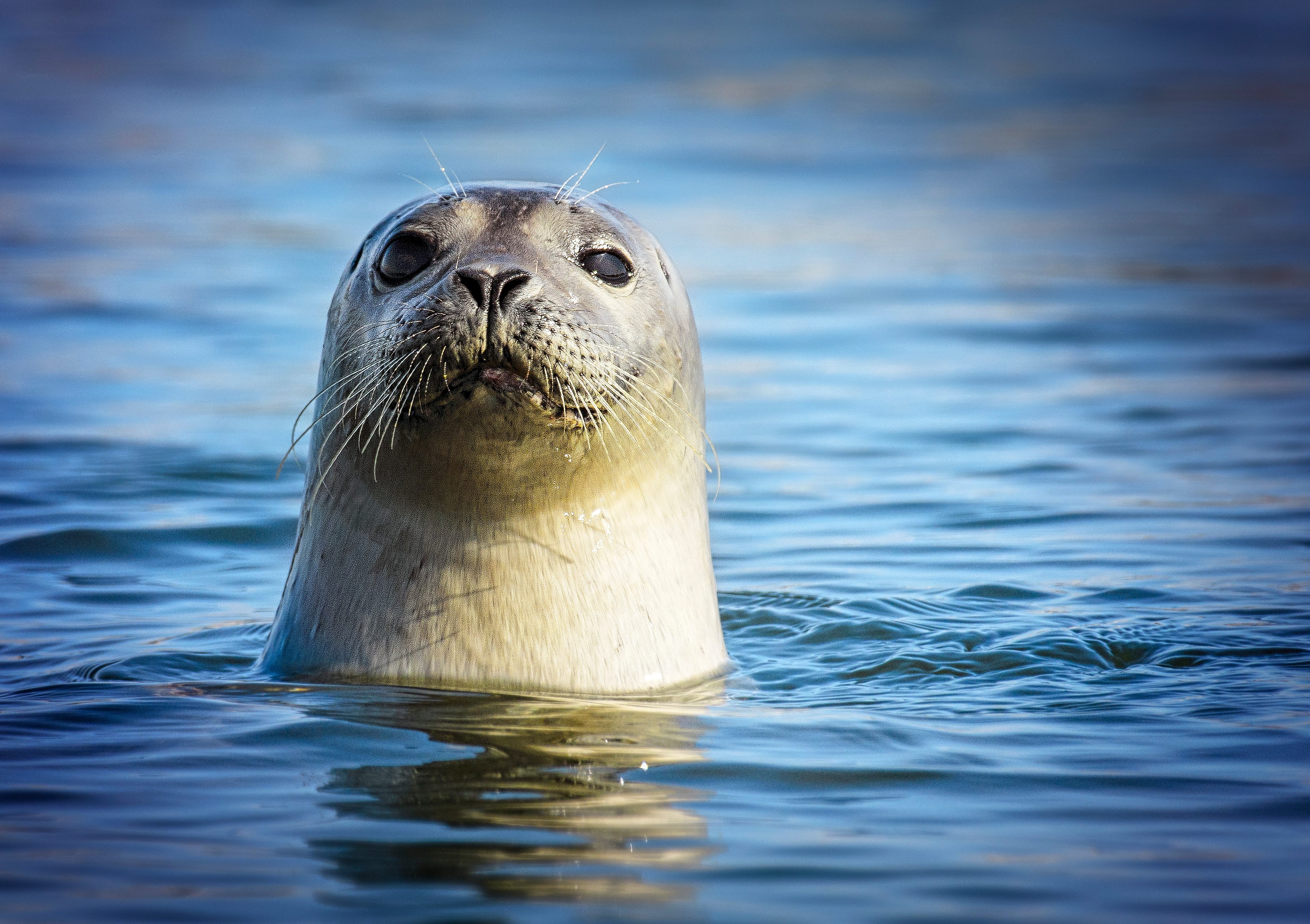 A seal emerges from the water, its head visible above the calm, rippling ocean surface.