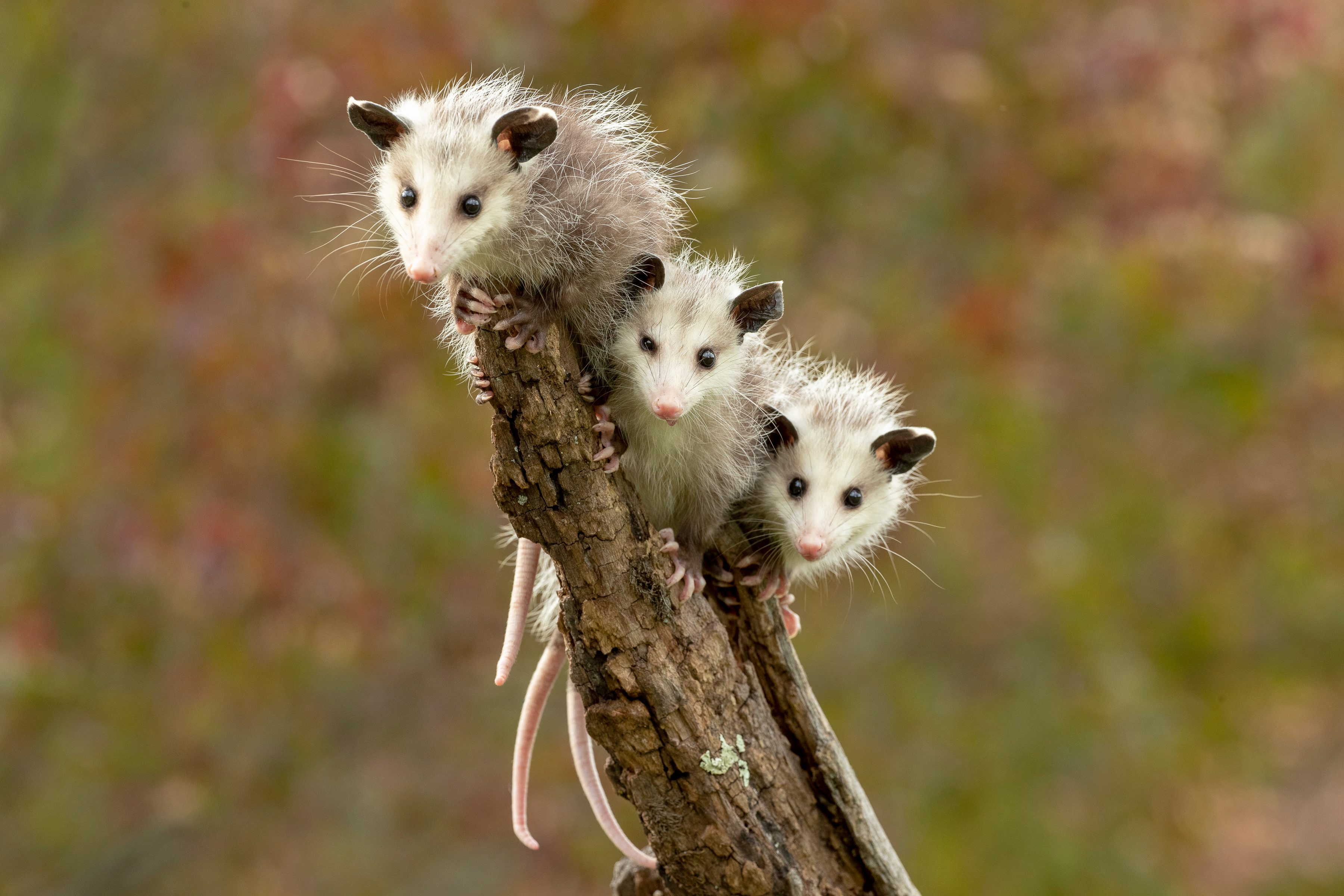 Three young opossums cling to a vertical tree branch against a blurred natural background.