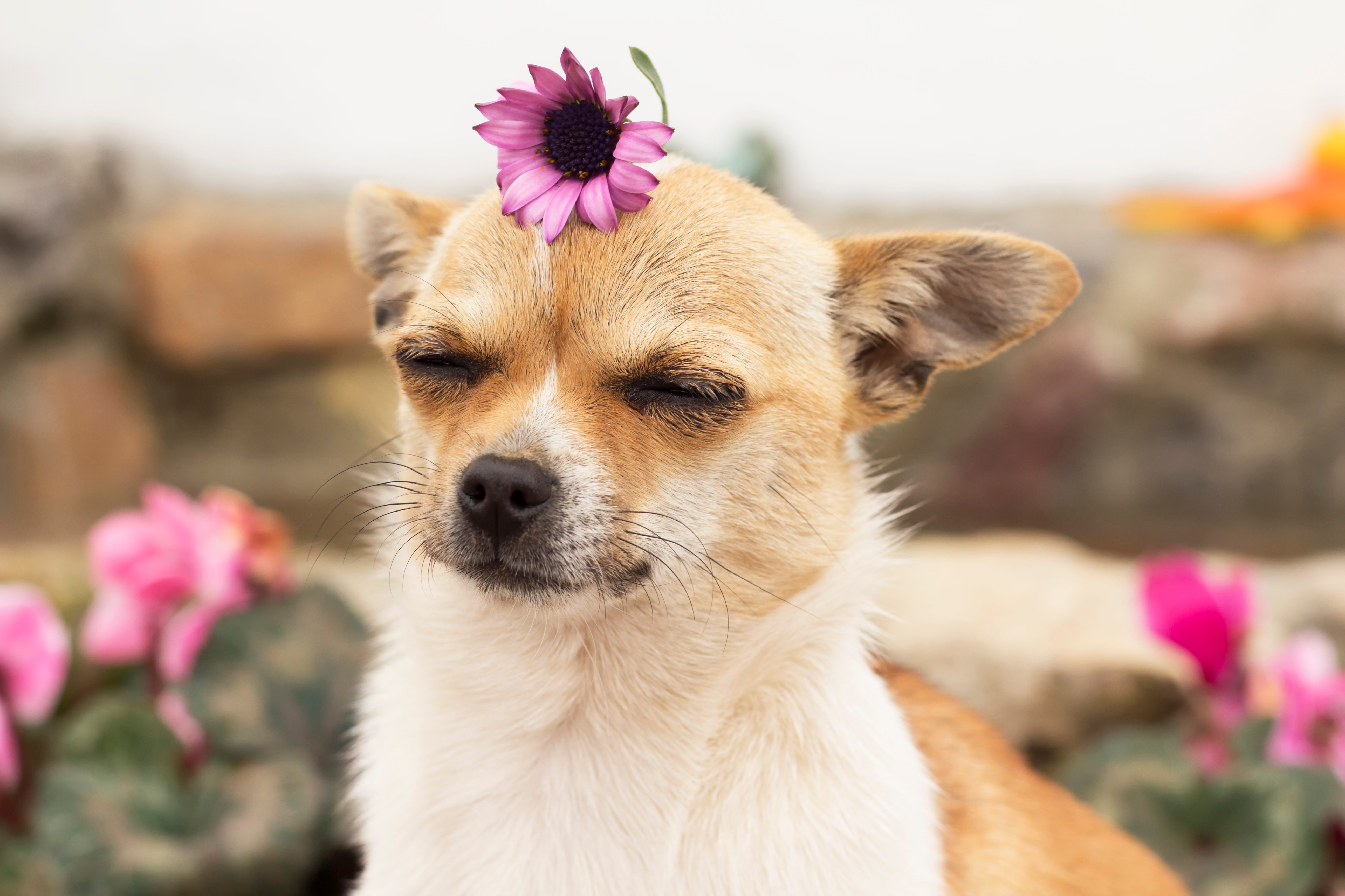 Chihuahua with closed eyes sits peacefully, wearing a purple flower on its head, surrounded by blurred colorful flowers.