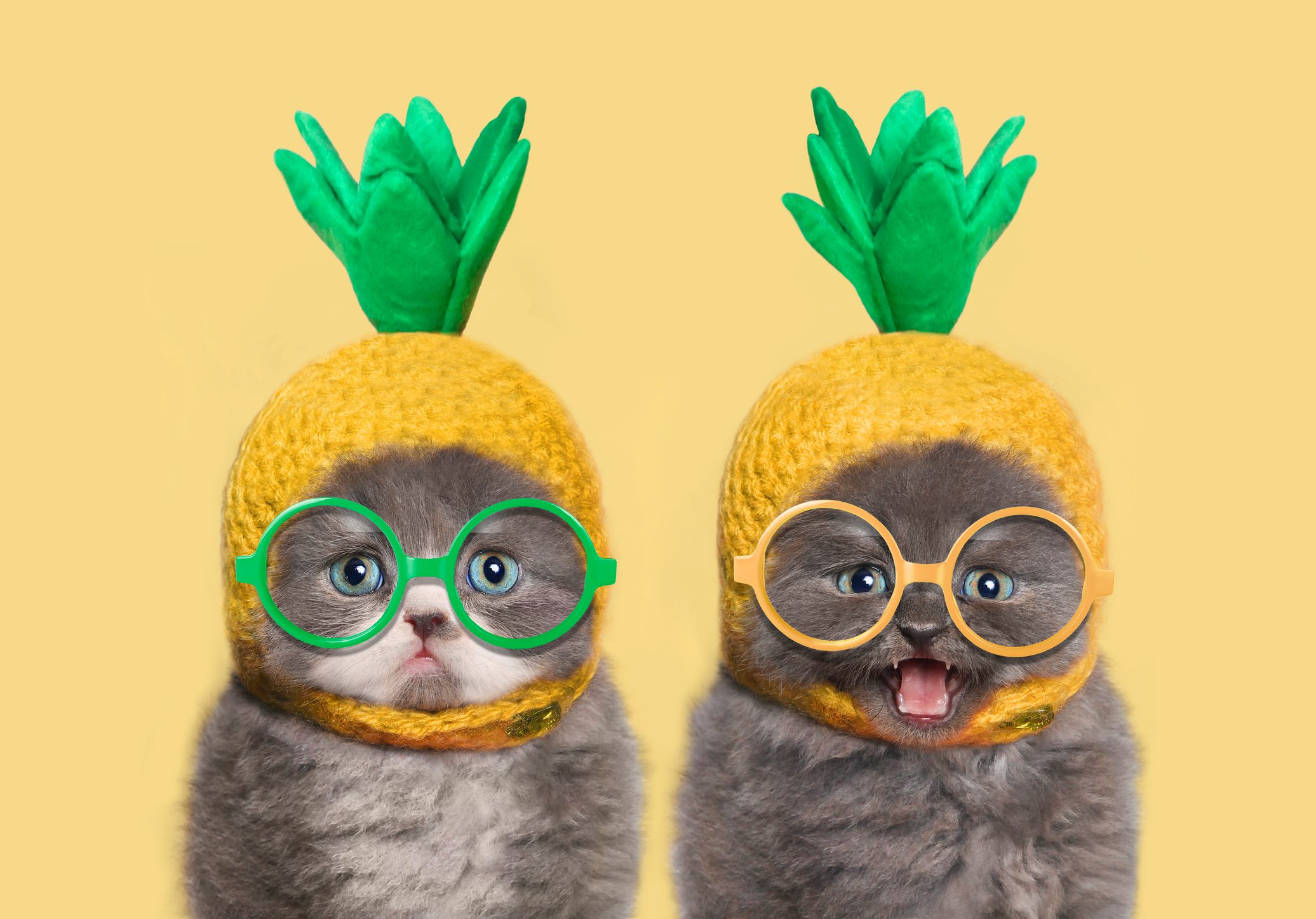 Two fluffy kittens wear pineapple hats and glasses, sitting against a solid yellow background, creating a cute and humorous scene.