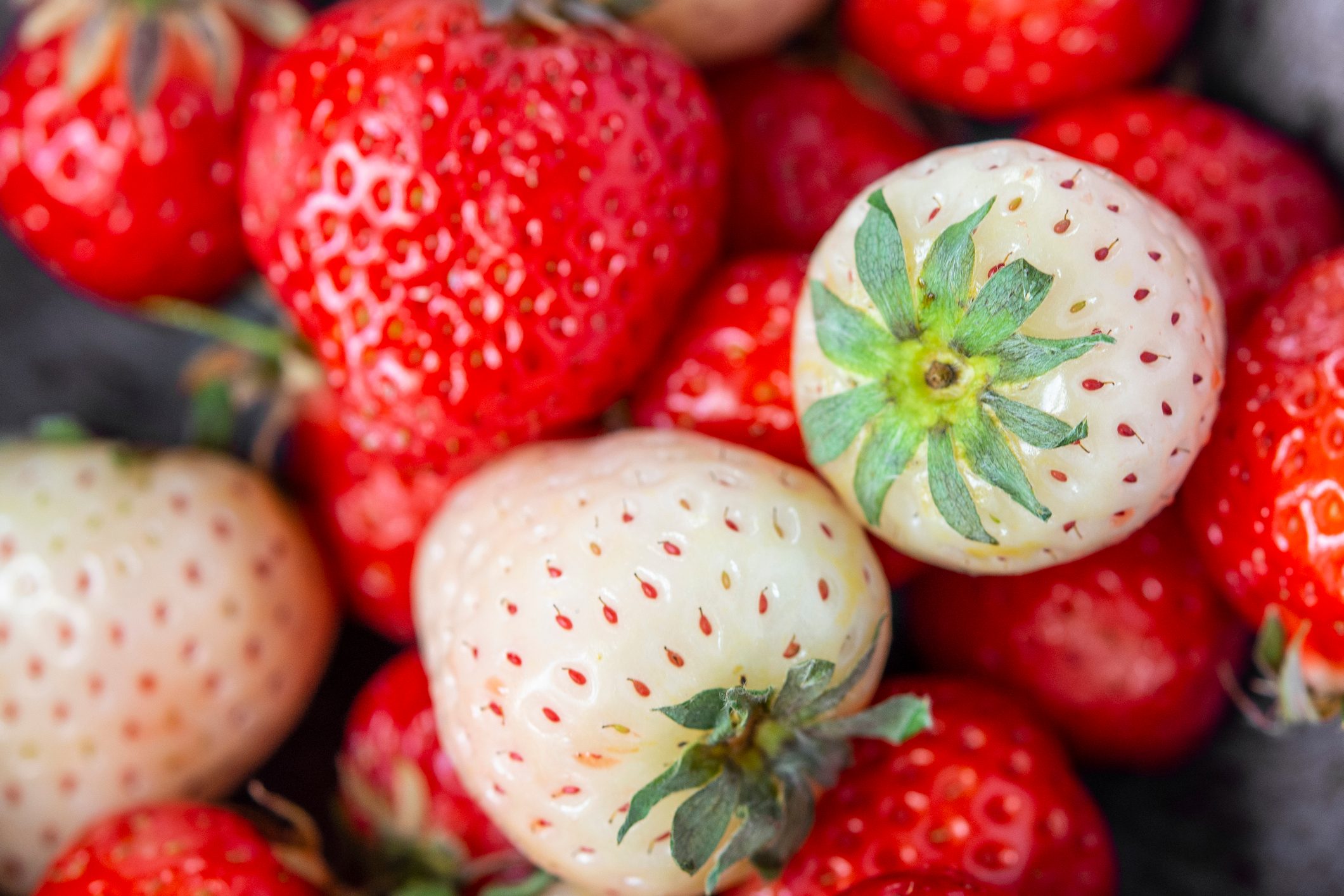 Strawberries sit clustered together, with a mix of ripe red and unripe white berries, surrounded by a blurred background.