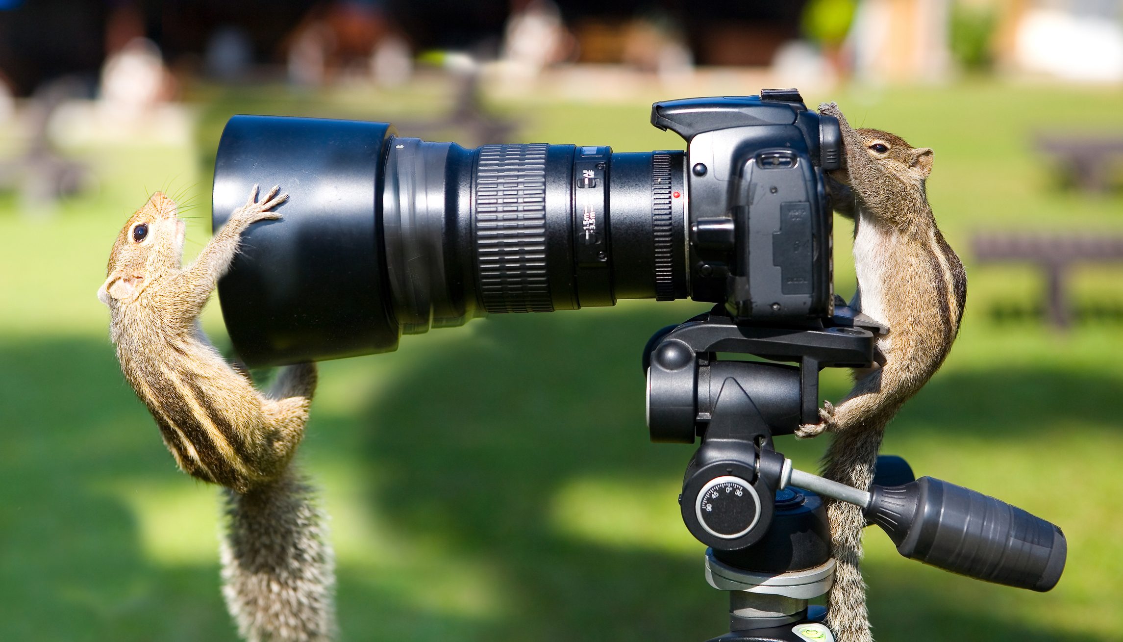 Squirrels interact with a camera; one peers through the viewfinder while the other hugs the lens in a grassy park setting.