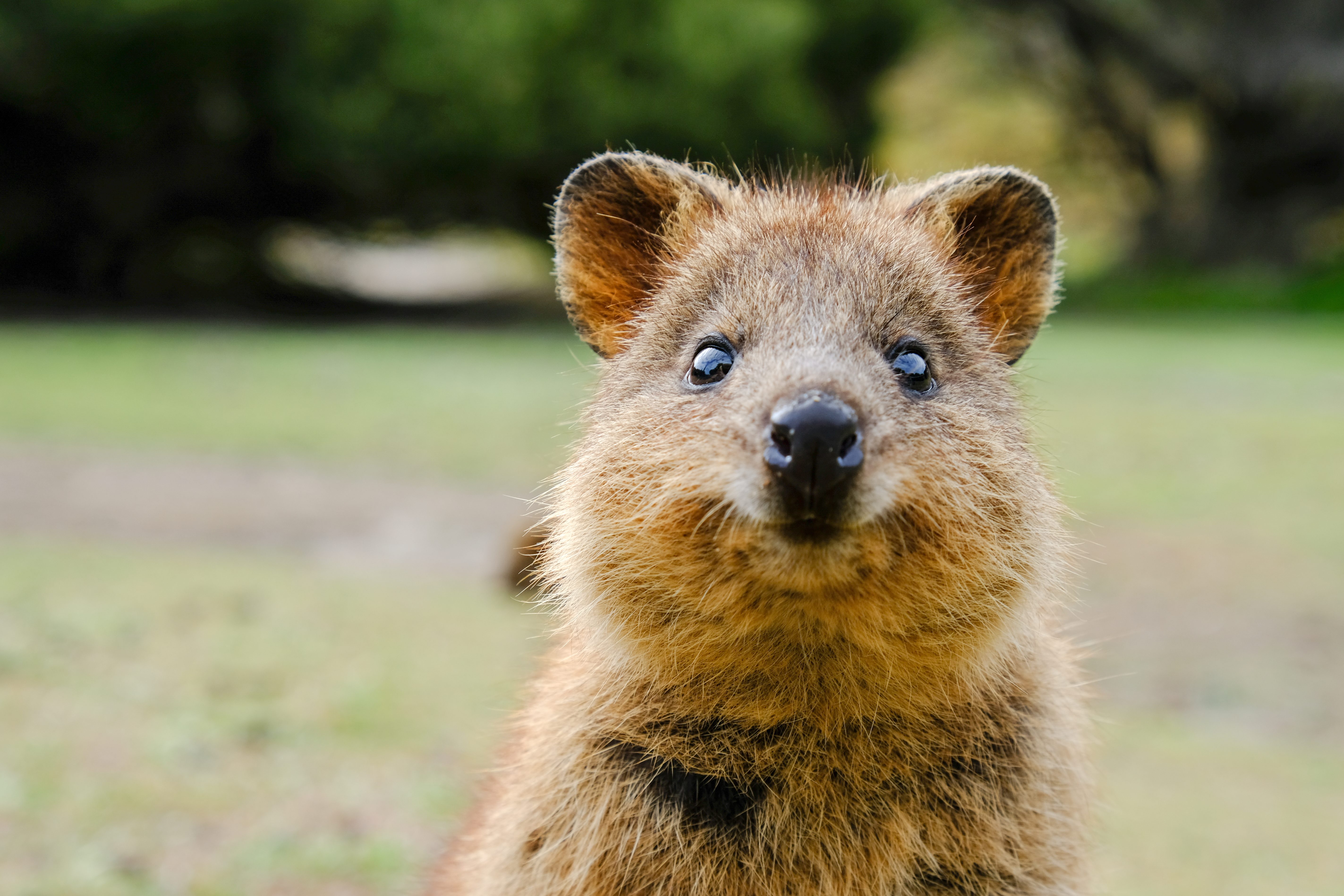 A quokka stands alertly in a grassy area, surrounded by blurry green foliage in the background.