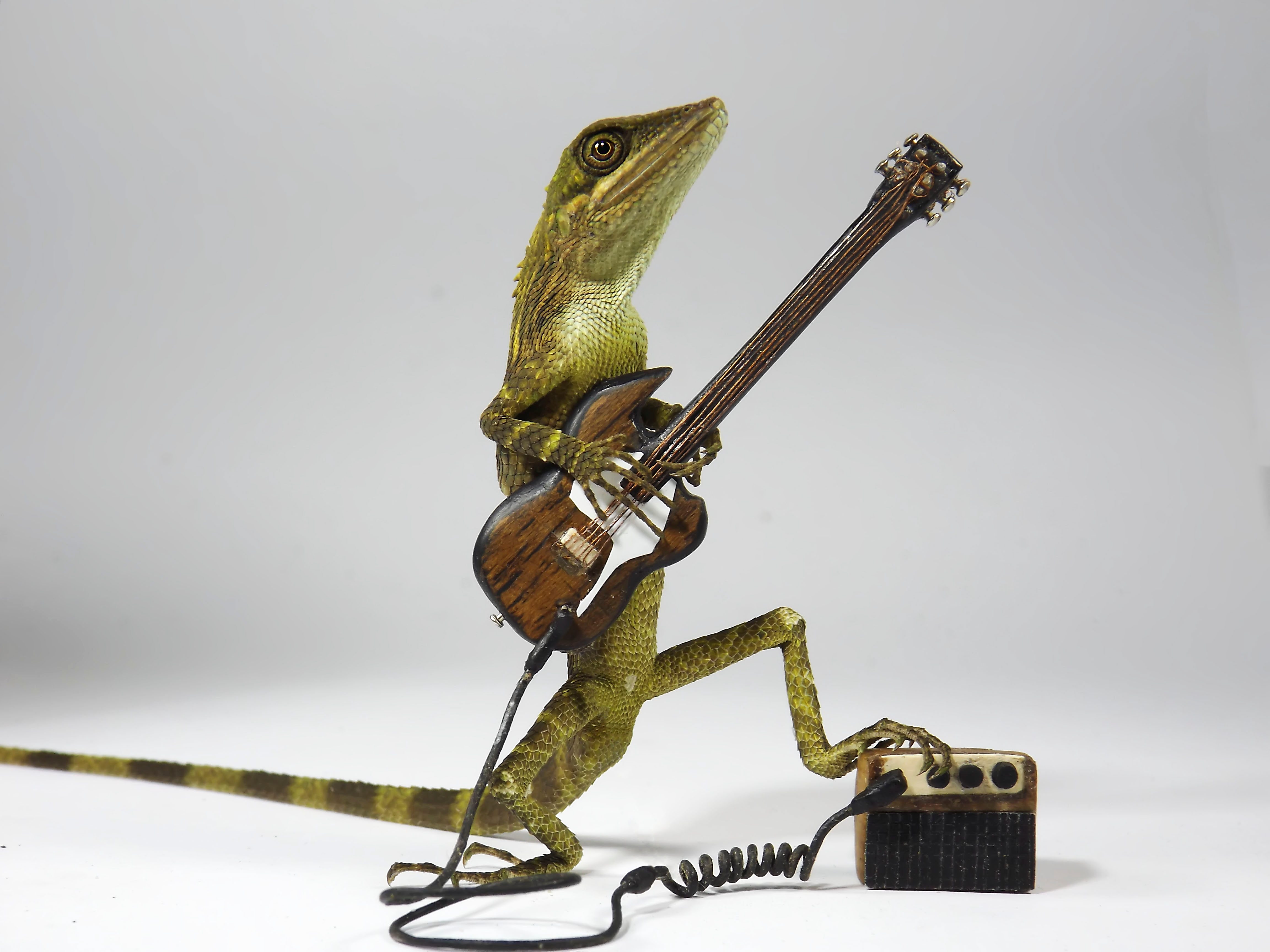 Lizard playing guitar, standing on hind legs, with a small amplifier, against a plain background.
