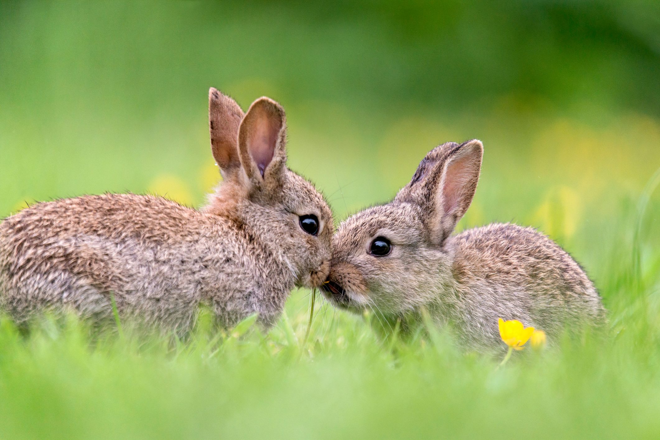 Two rabbits nuzzle closely, surrounded by lush green grass and scattered yellow flowers.