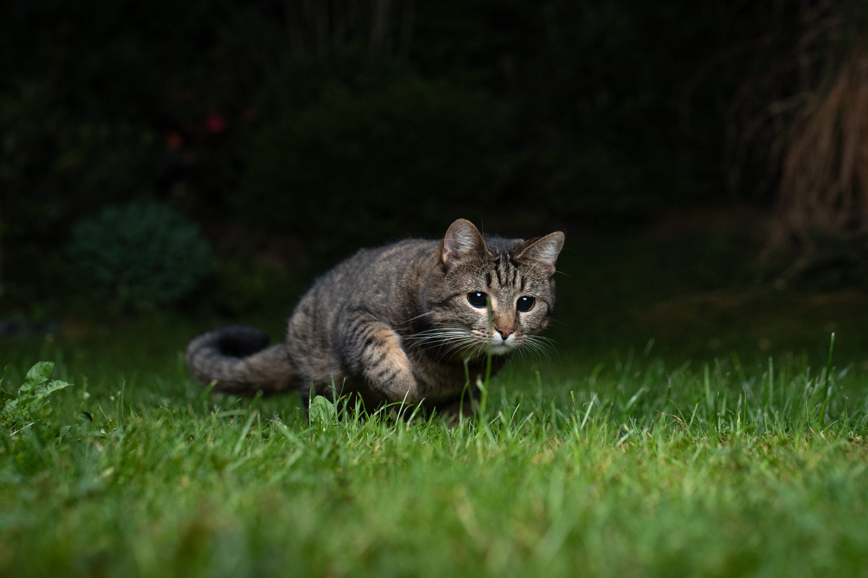 Can Cats See in the Dark?