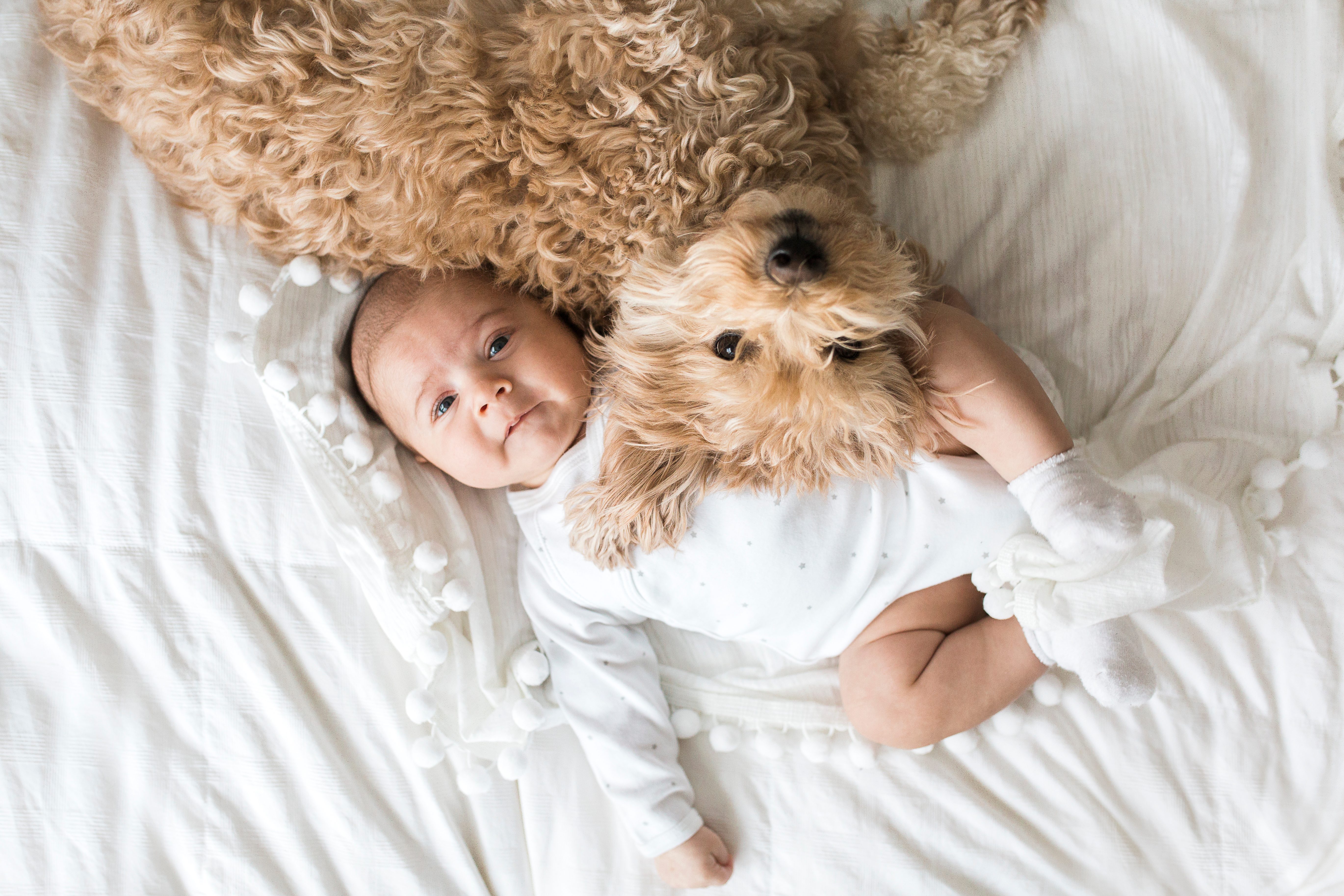 Baby and fluffy dog laying together on a white bed, creating a cozy and heartwarming scene of friendship and comfort.
