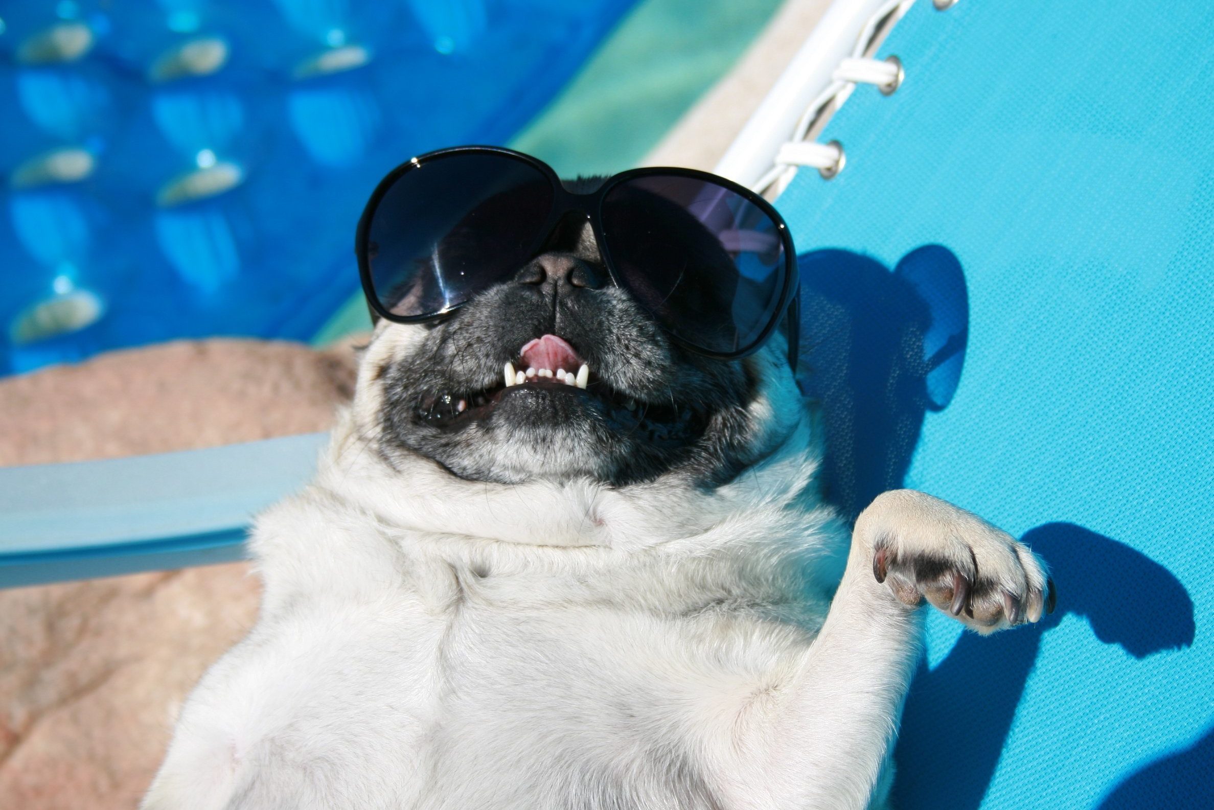 A dog wears sunglasses, relaxing on a blue lounge chair, with a swimming pool in the background.