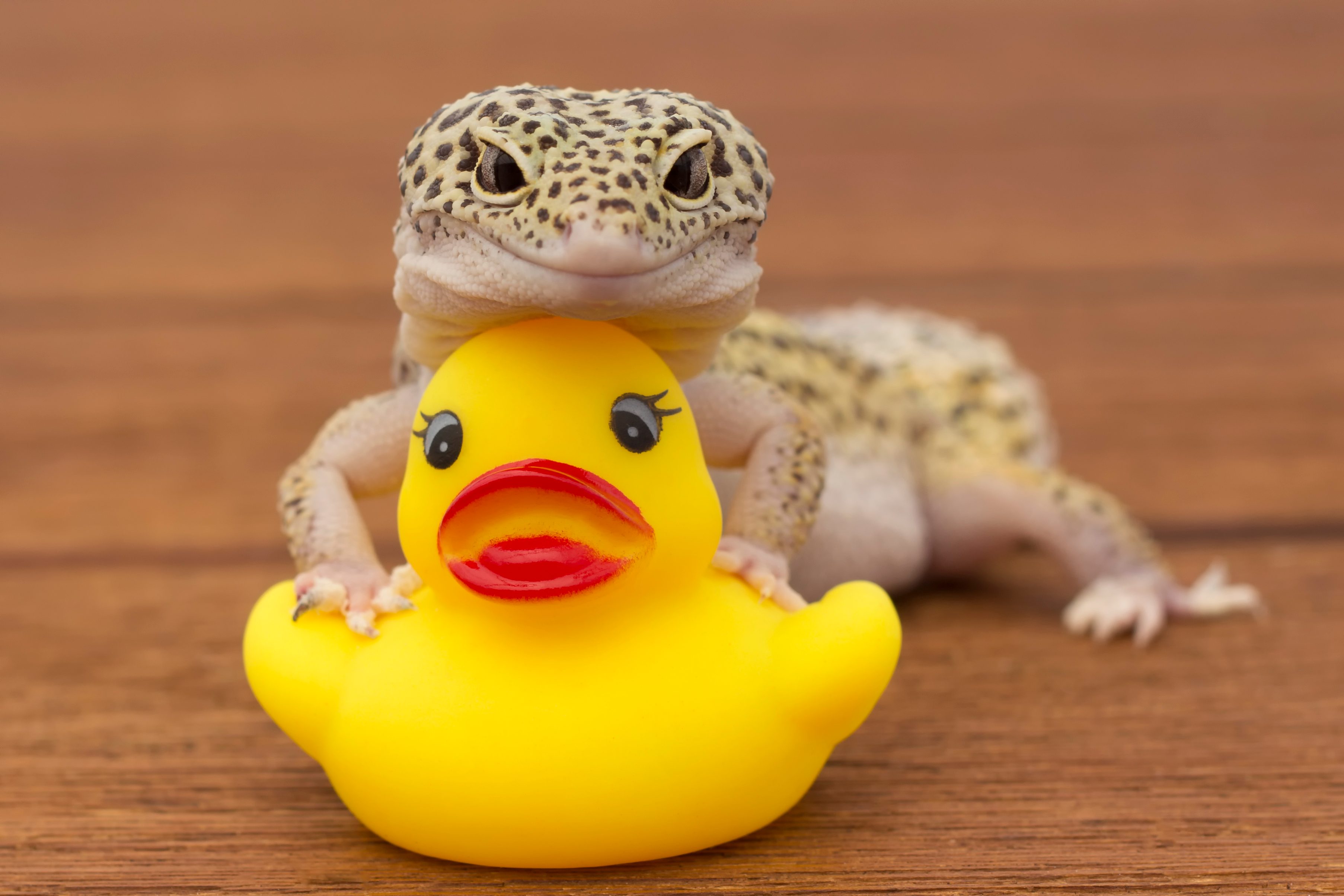 A gecko rests on a rubber duck, positioned on a wooden surface.