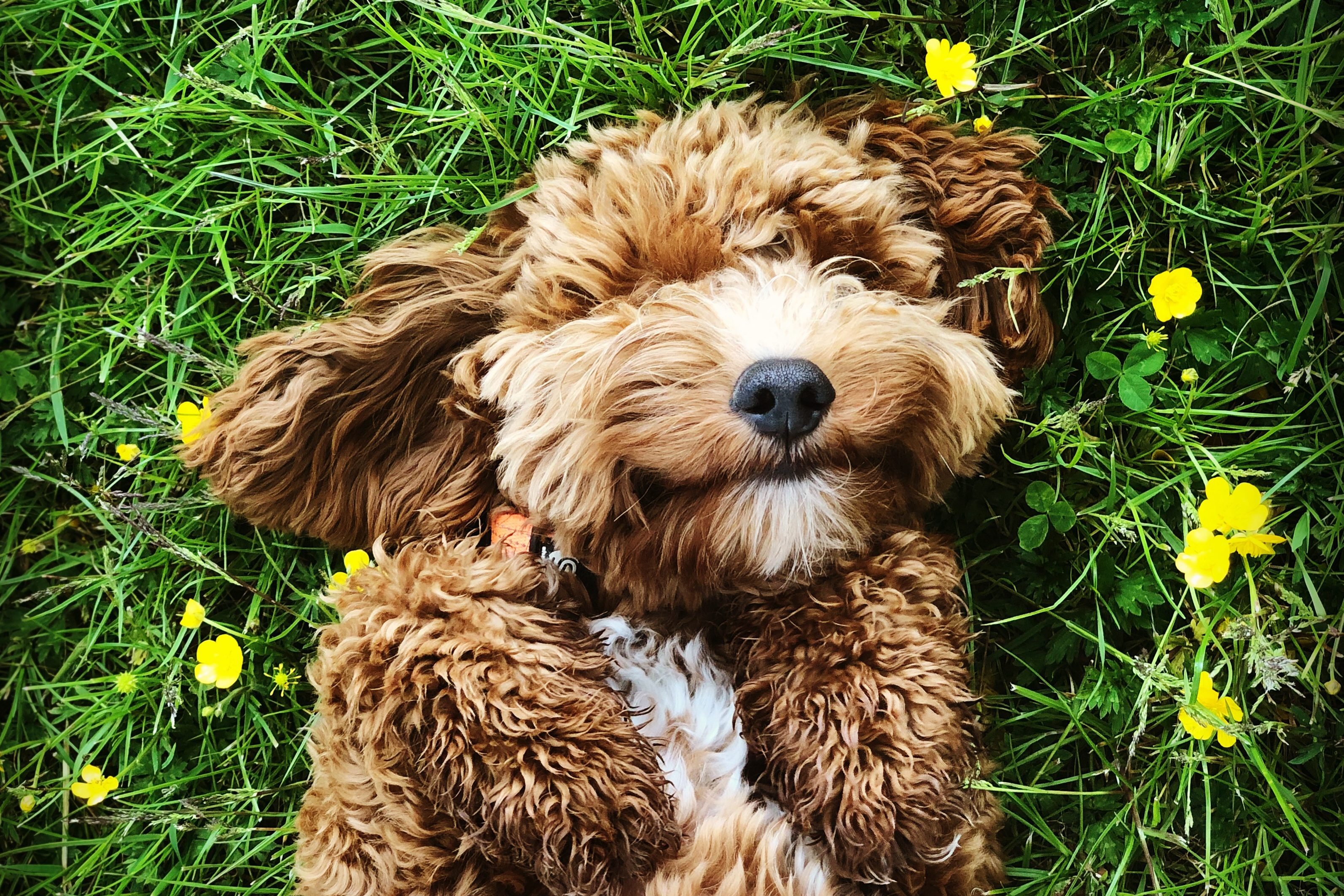 Fluffy dog lies on its back, paws up, surrounded by green grass and yellow flowers, looking content.