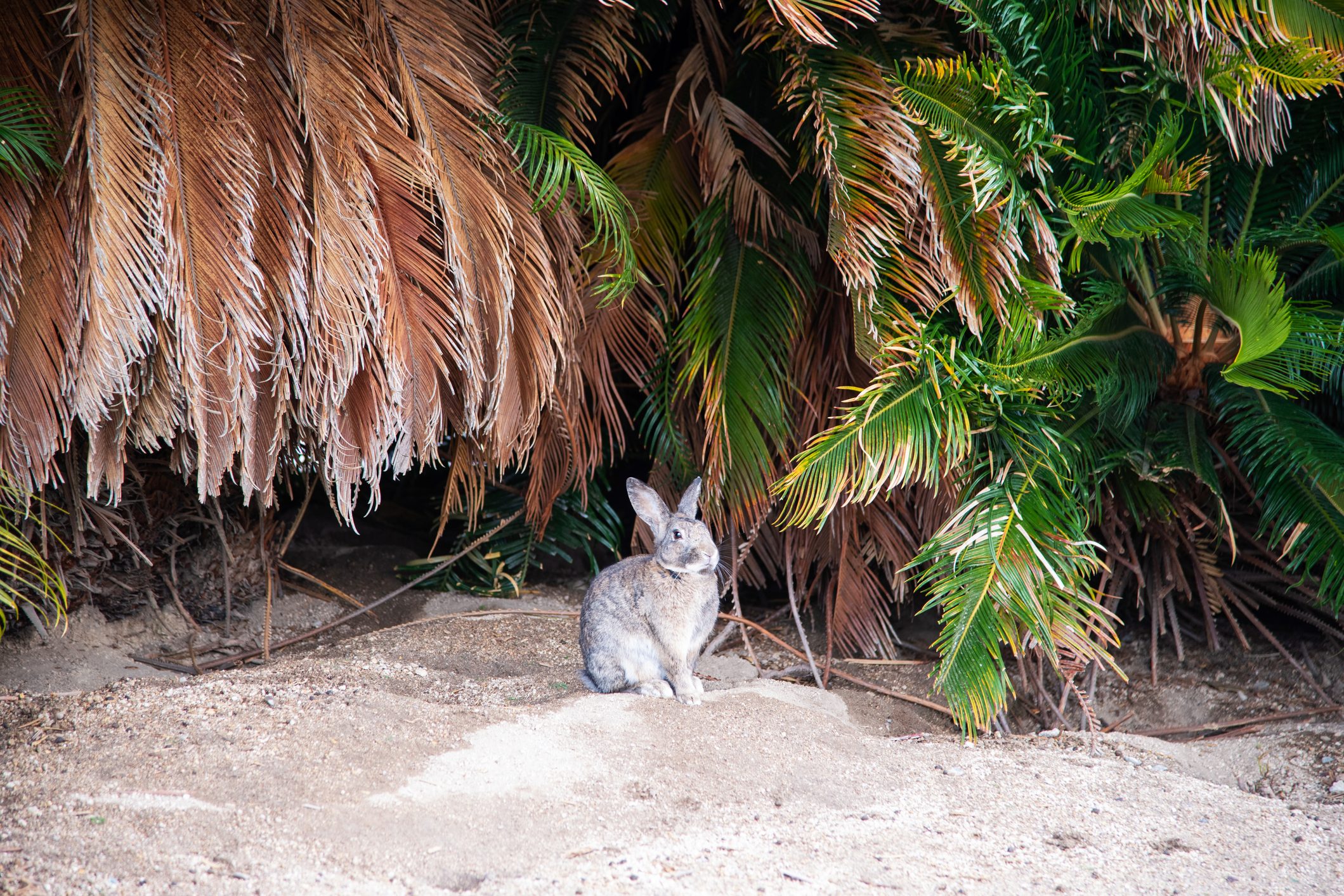 A rabbit sits calmly on sandy ground, surrounded by dense, overhanging palm fronds.