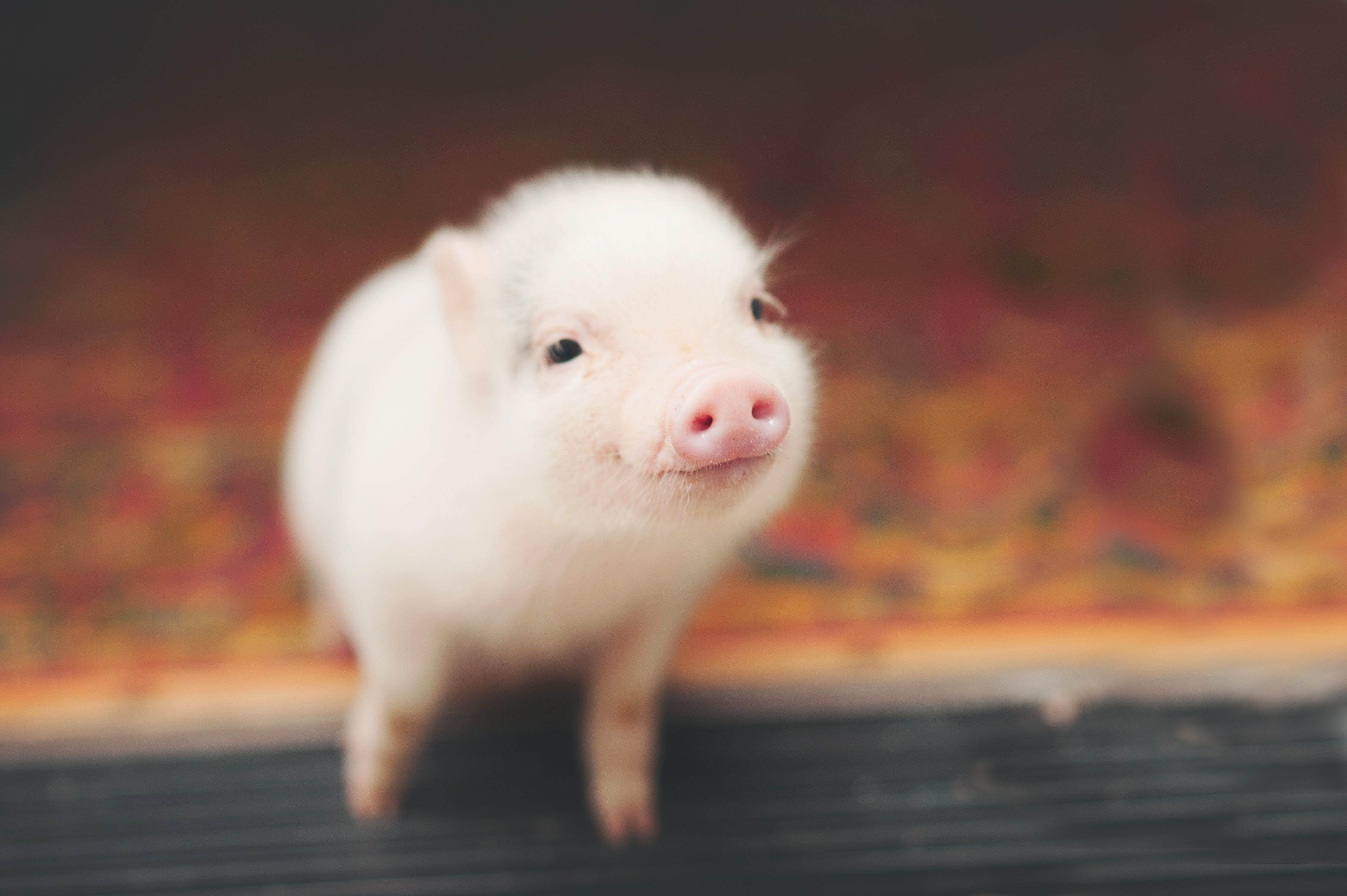 A small piglet stands on patterned flooring, looking upwards with a curious expression, set against a blurred background.