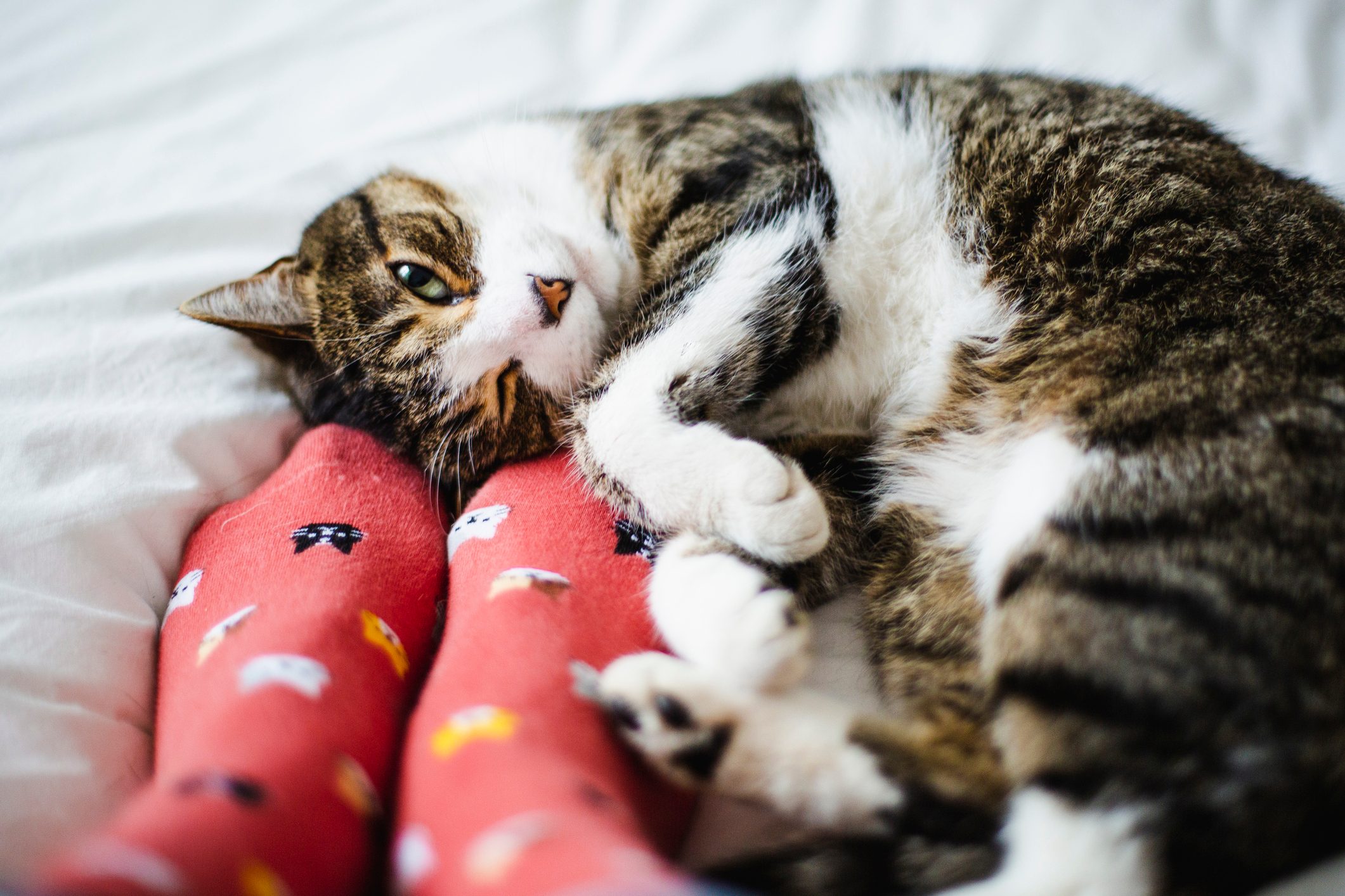 Cat lying on personâ€™s red, cartoon-patterned socks on a white bed.