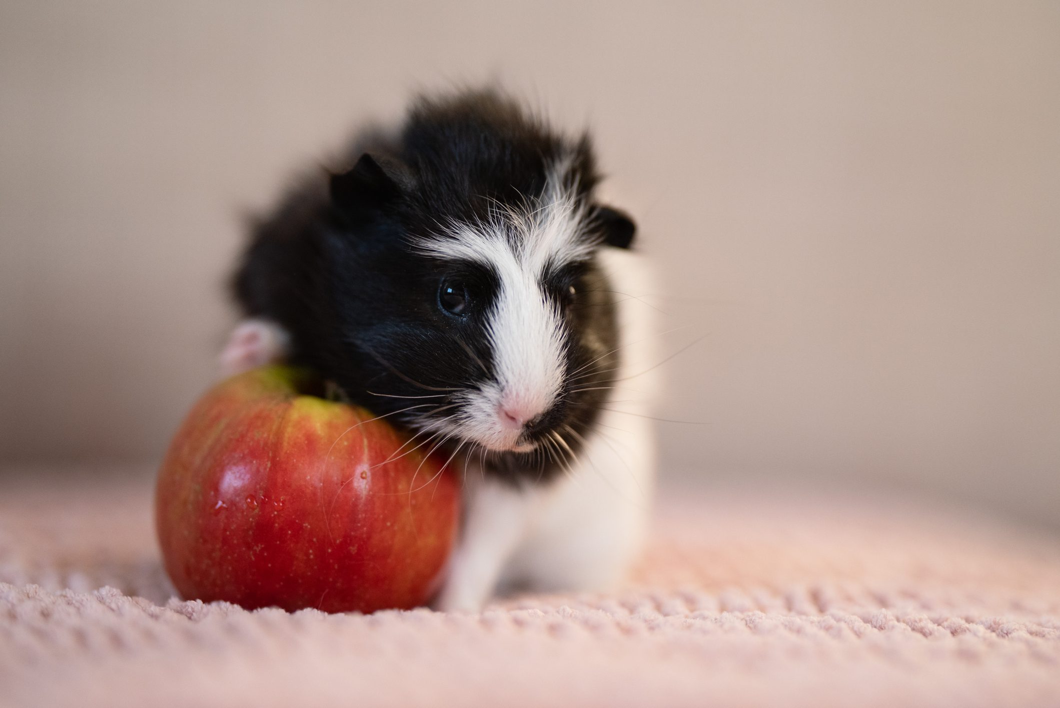 A black and white guinea pig rests against a red apple on a soft, textured surface.