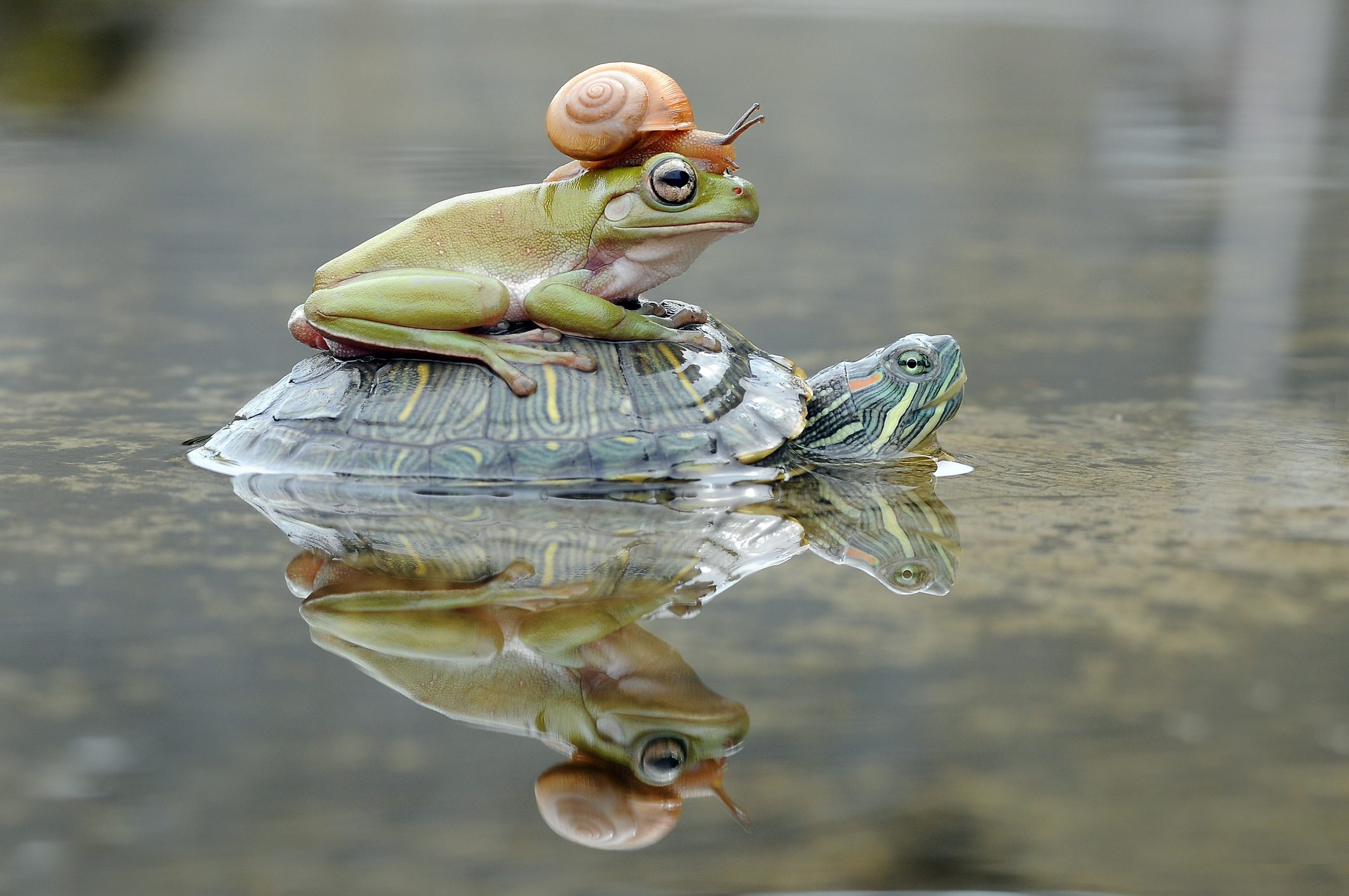 A turtle swims in shallow water with a frog and a snail on its shell, creating a whimsical, reflective scene.