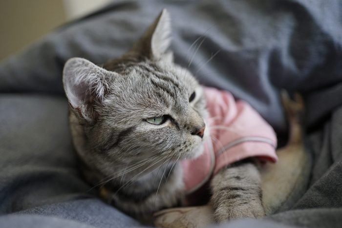 close up very cute american short hair cat sleeping on the cozy bed