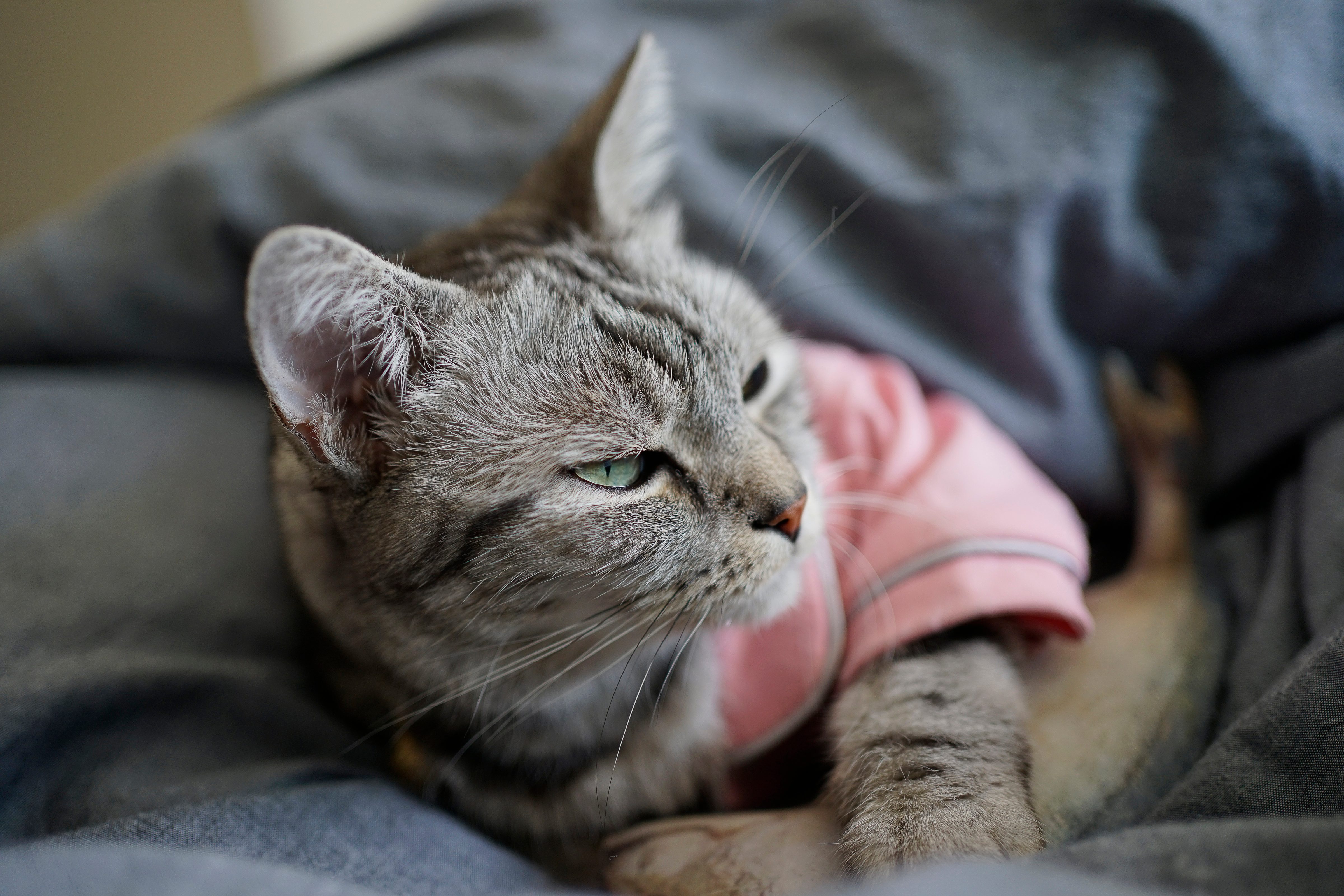 Cat lounging on a soft, gray blanket, wearing a pink vest, looking relaxed and slightly away.