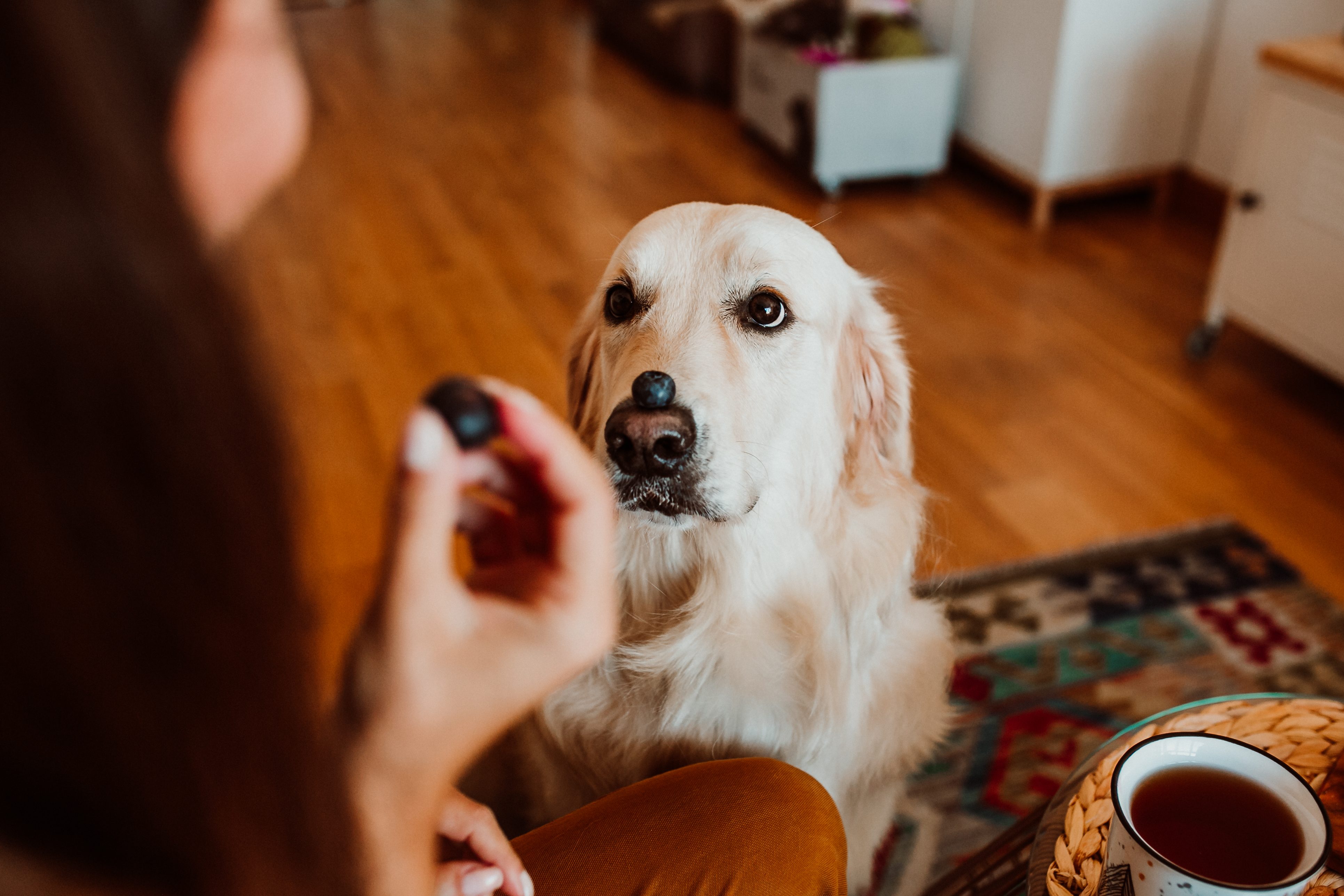 Dog balances blueberry on nose, focusing intently on outstretched hand holding another berry. Indoors on wooden floor, colorful rug, mug nearby.