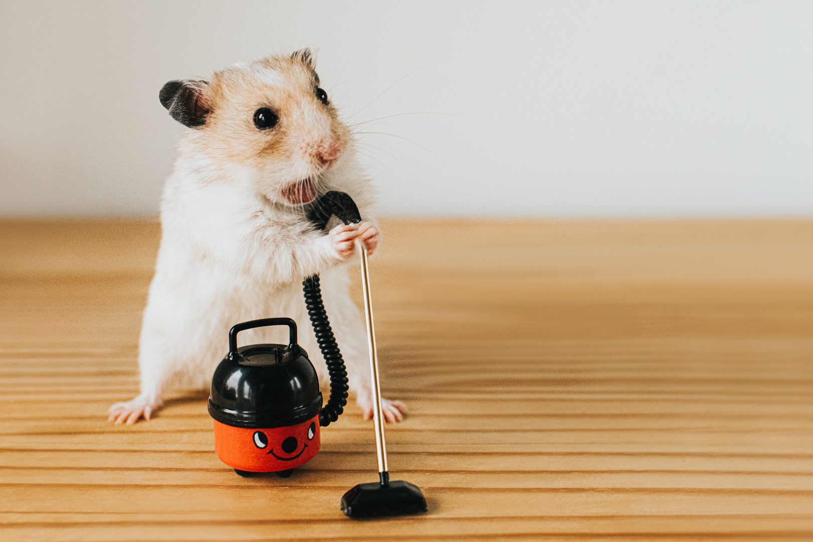 Hamster holds a tiny vacuum on a wooden surface, appearing as if cleaning the area.