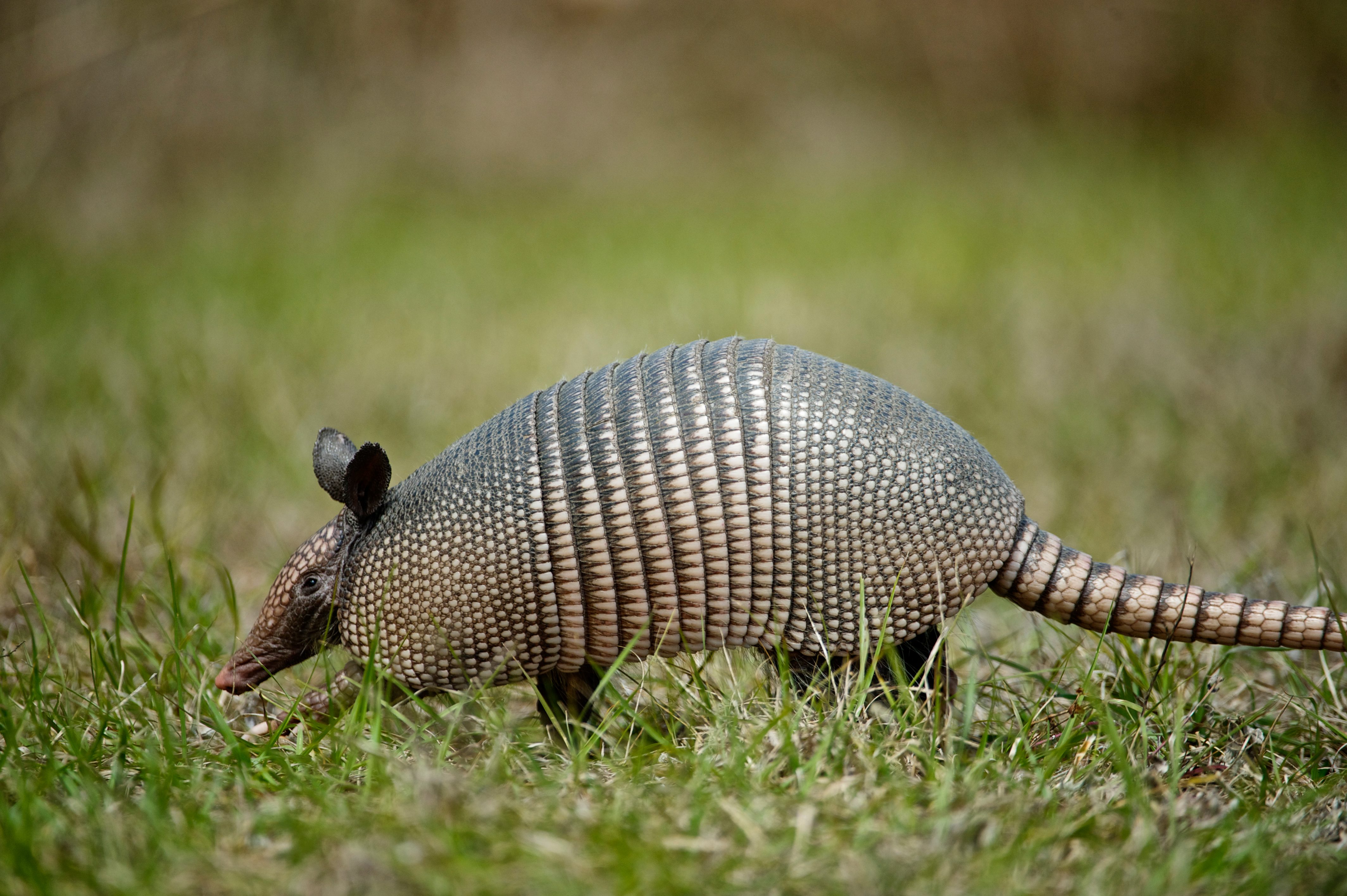 Nine-banded Armadillo (Dasypus novemcinctus) walking through grass, Florida, USA