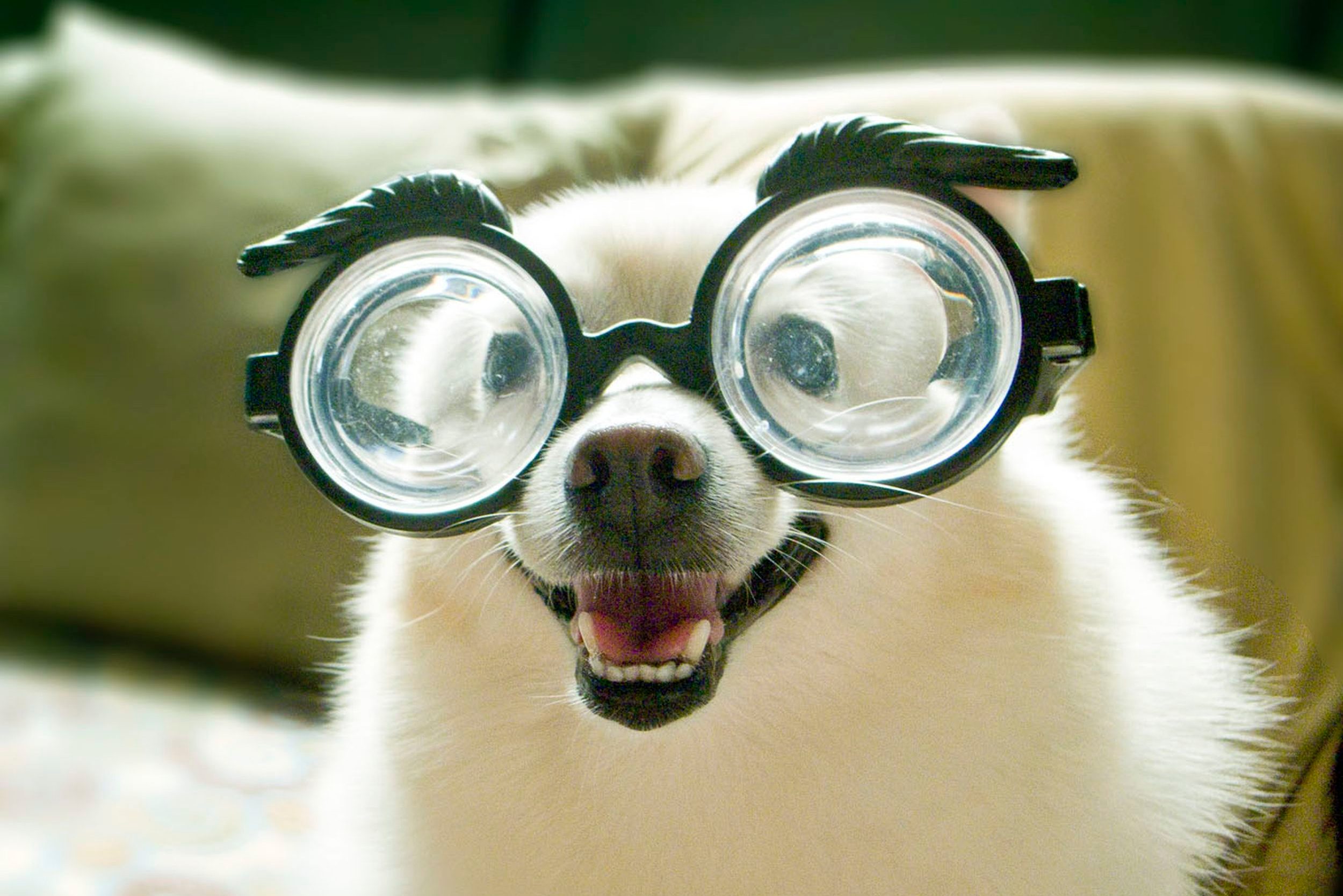 A fluffy white dog wears oversized round glasses, appearing amused, set against a soft-focus indoor background with cushions.