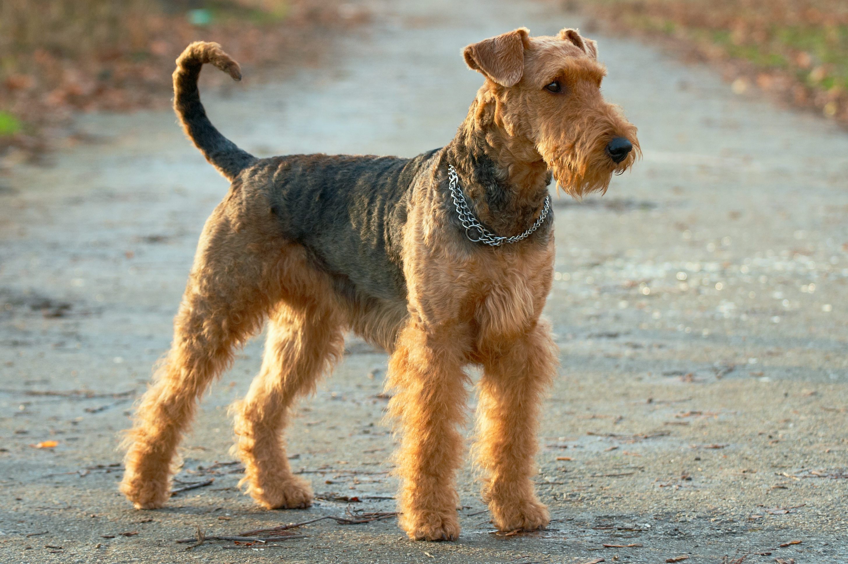 Dog stands alert on a path, surrounded by fallen leaves, wearing a metal chain collar.