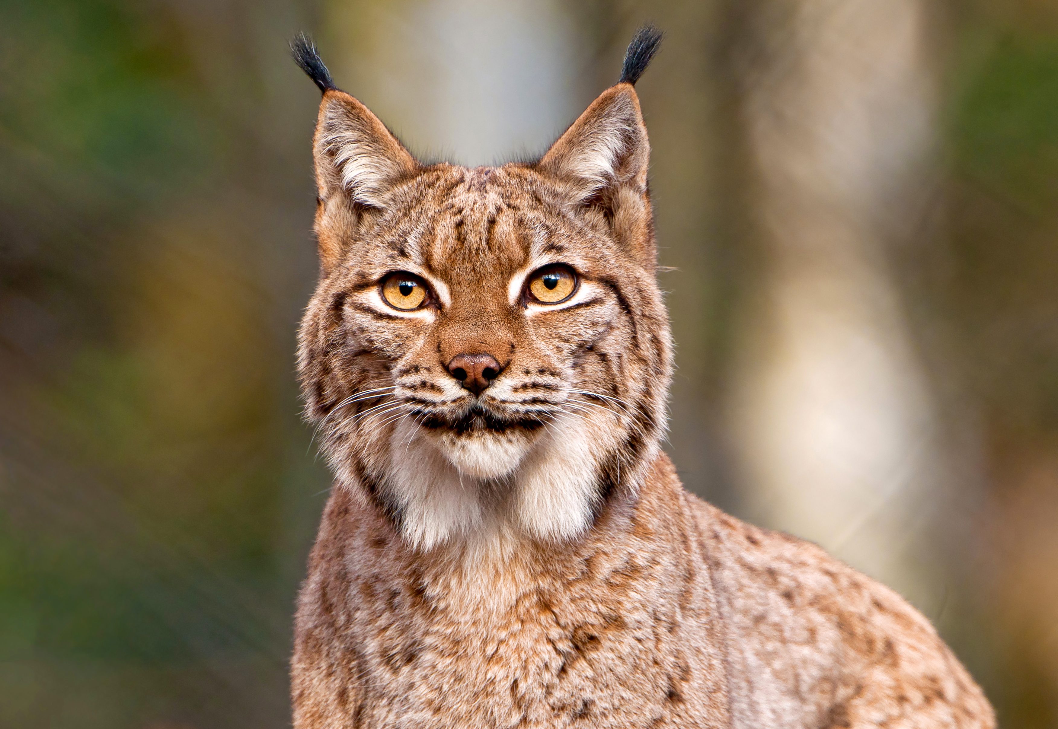 Portrait of Lynx