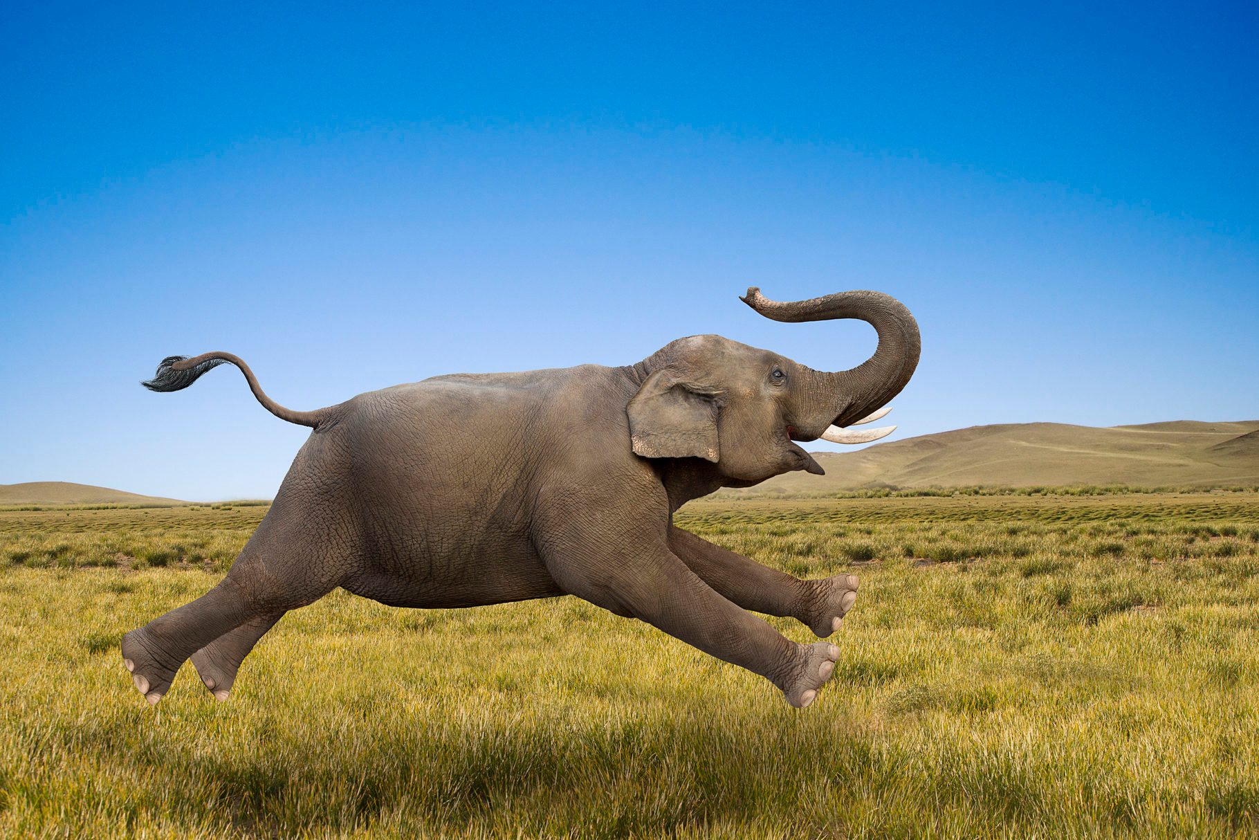 An elephant is humorously leaping across a grassy landscape under a clear blue sky.