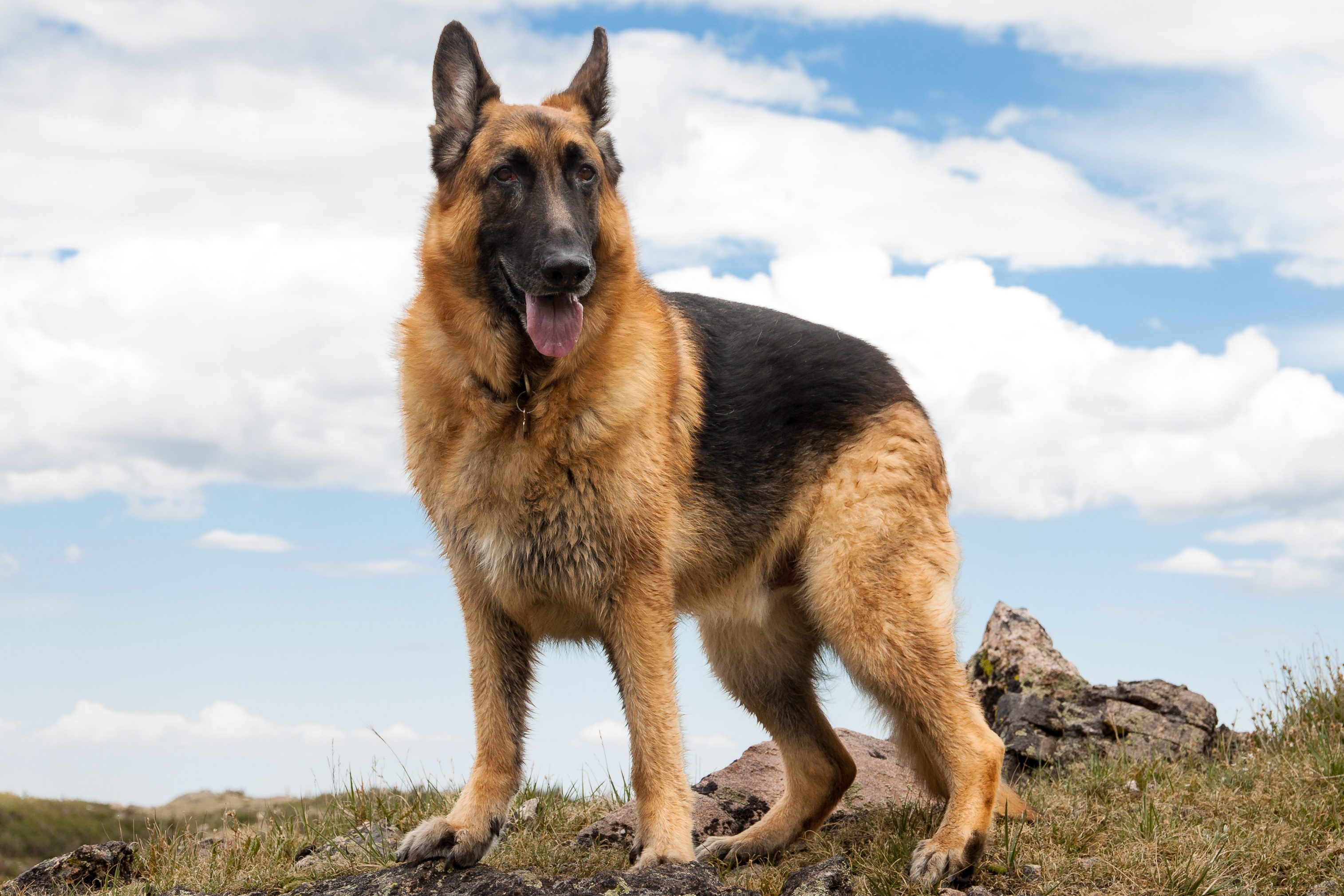 German Shepherd stands on rocky grassy hill, panting under cloudy blue sky.