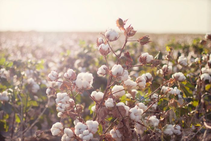 Cottonfield