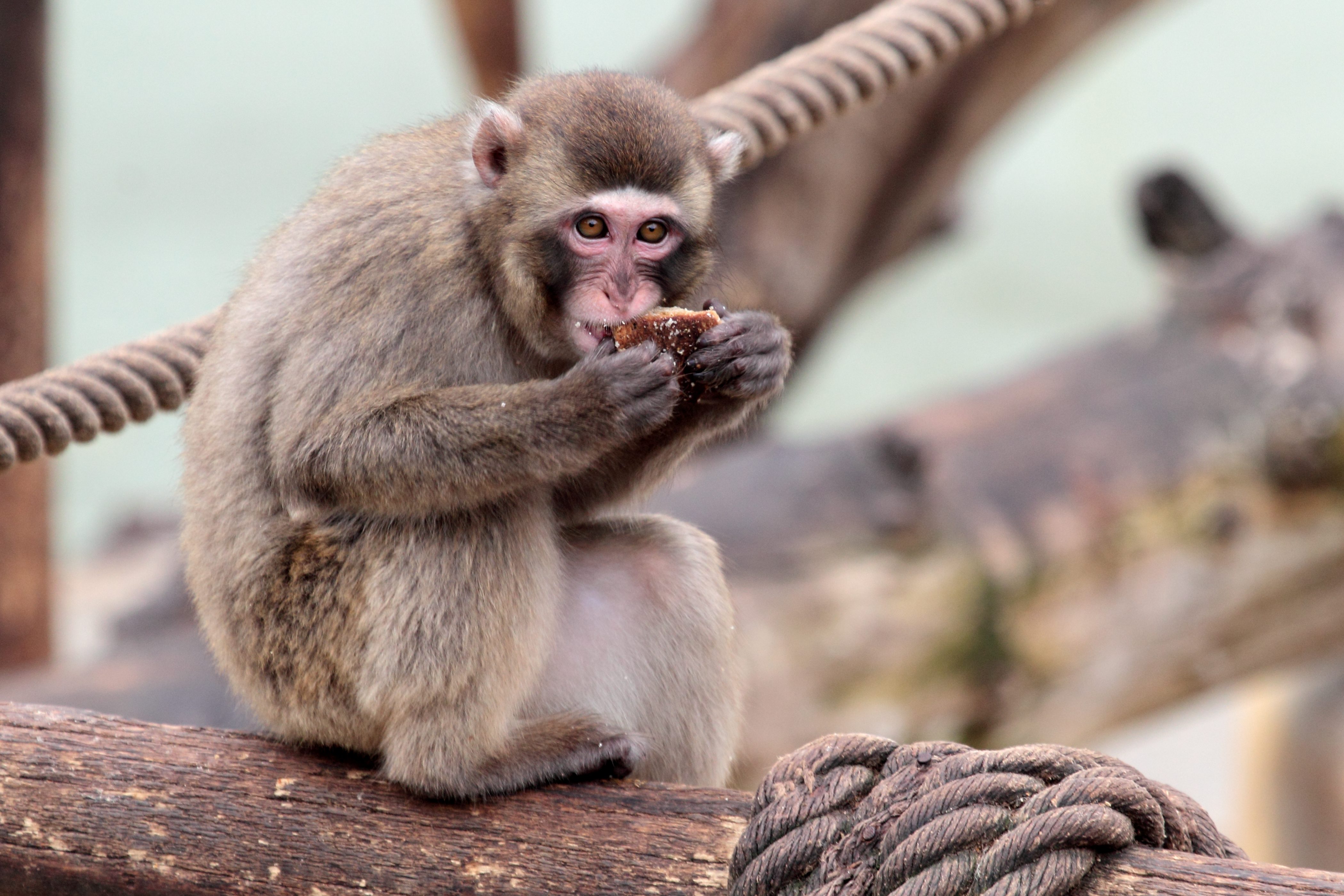 Monkey eating food, sitting on a thick rope in a naturalistic habitat with logs.