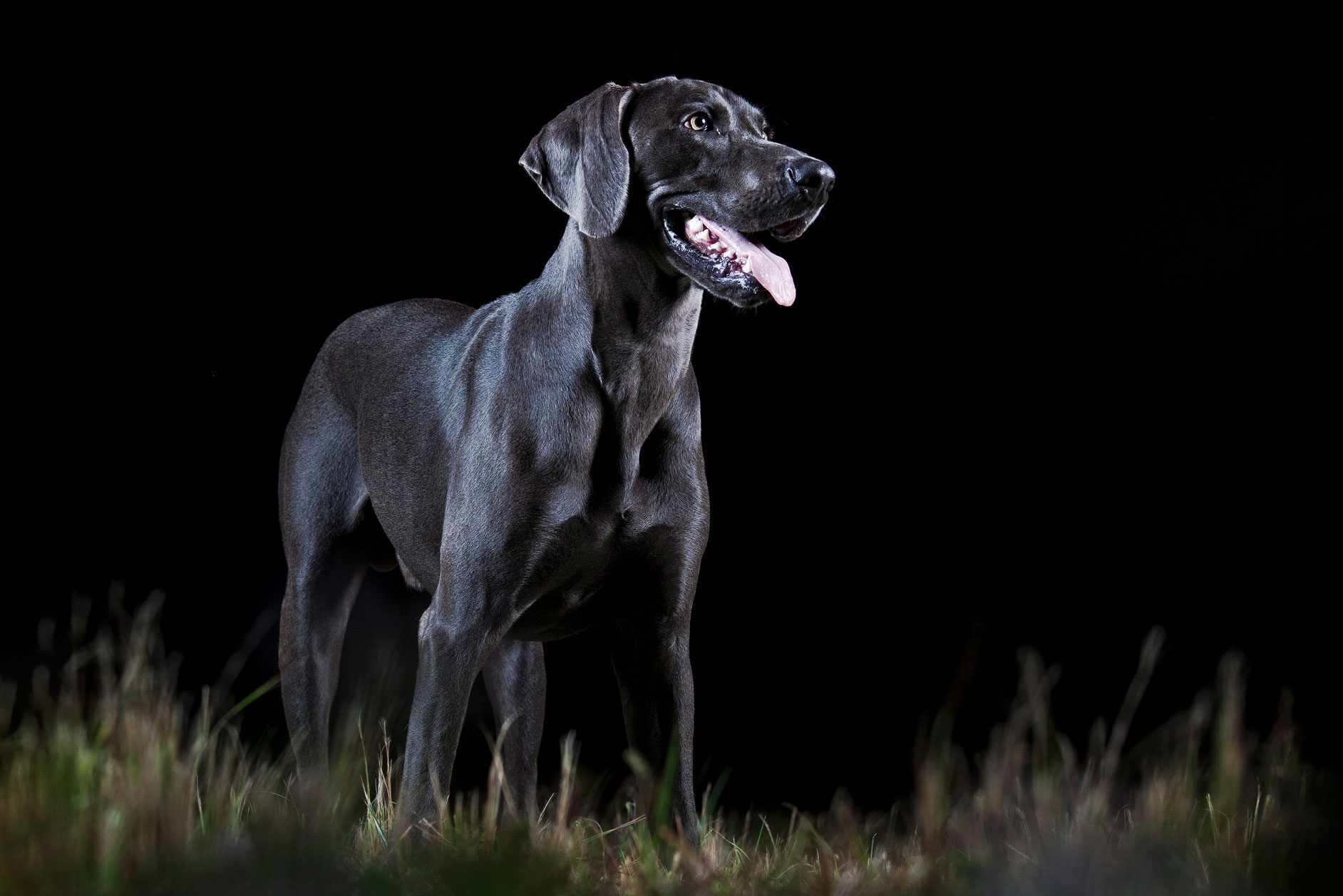 dog in the dark of night