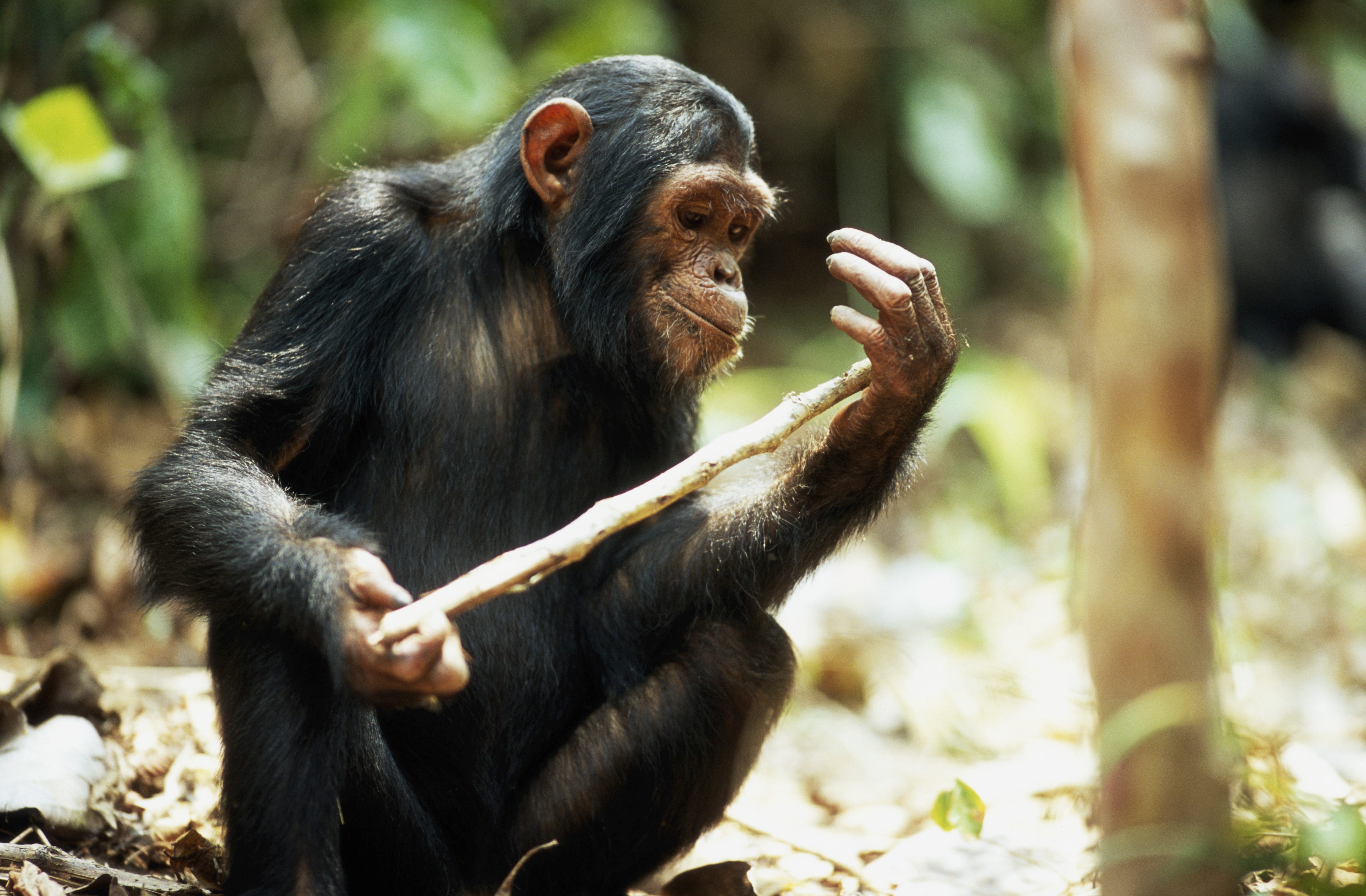A chimpanzee holds a stick contemplatively in a forest setting with green foliage and dappled sunlight.