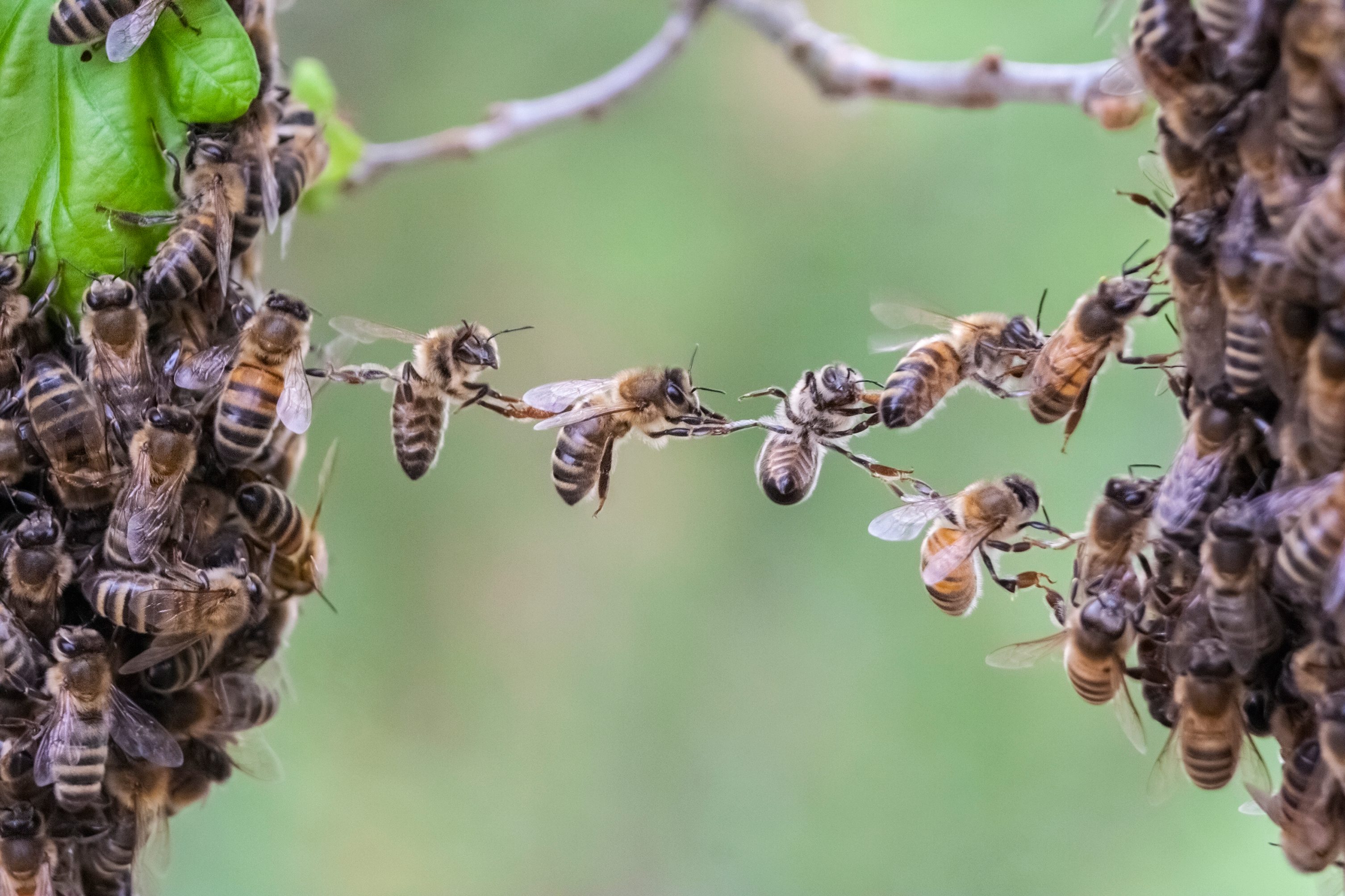 Bees form a bridge connecting two clusters on a branch, set against a blurred green background.