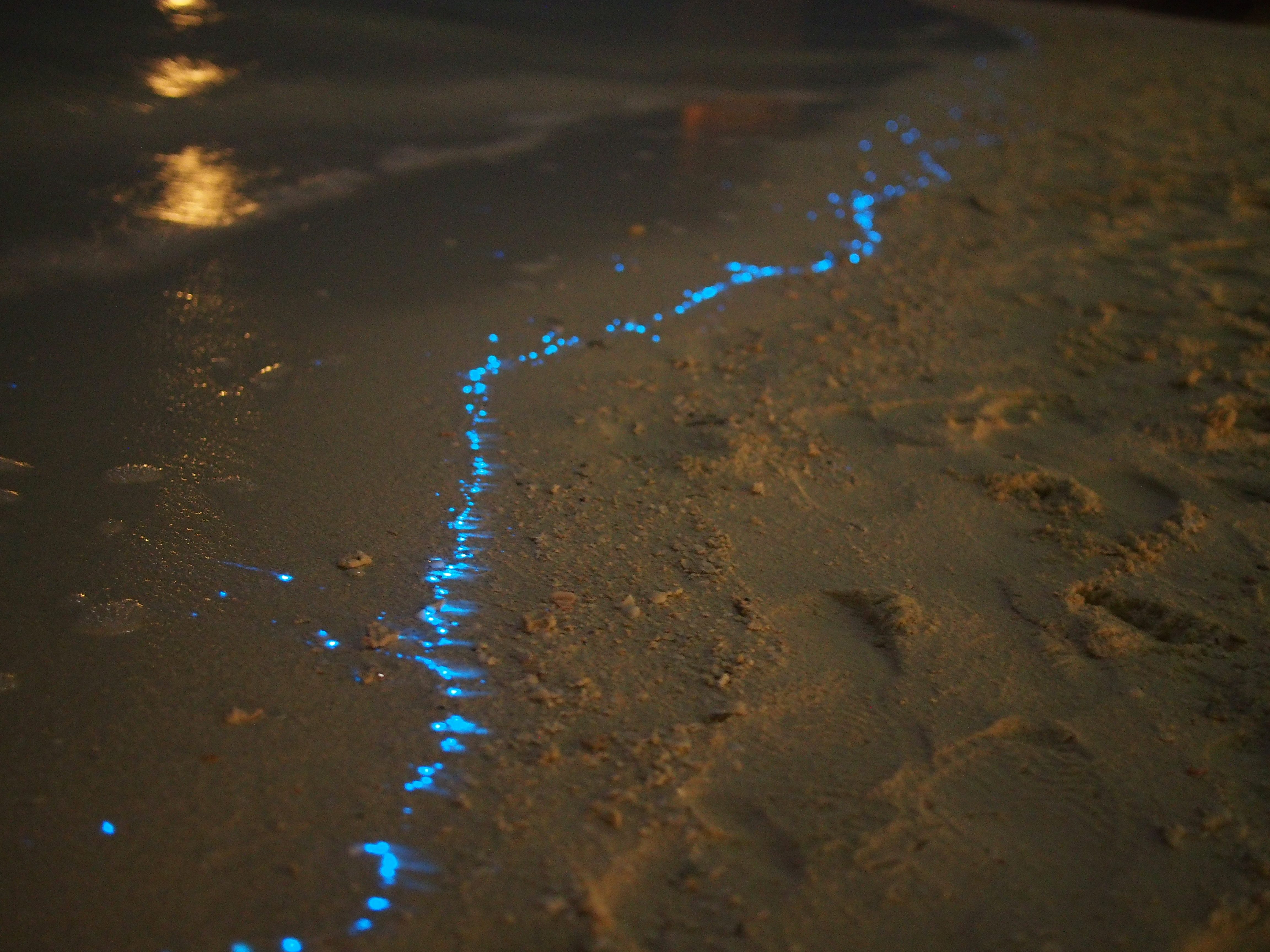 Bioluminescent water glows neon blue along a sandy beach at night, reflecting shimmering light and creating an ethereal shoreline scene.