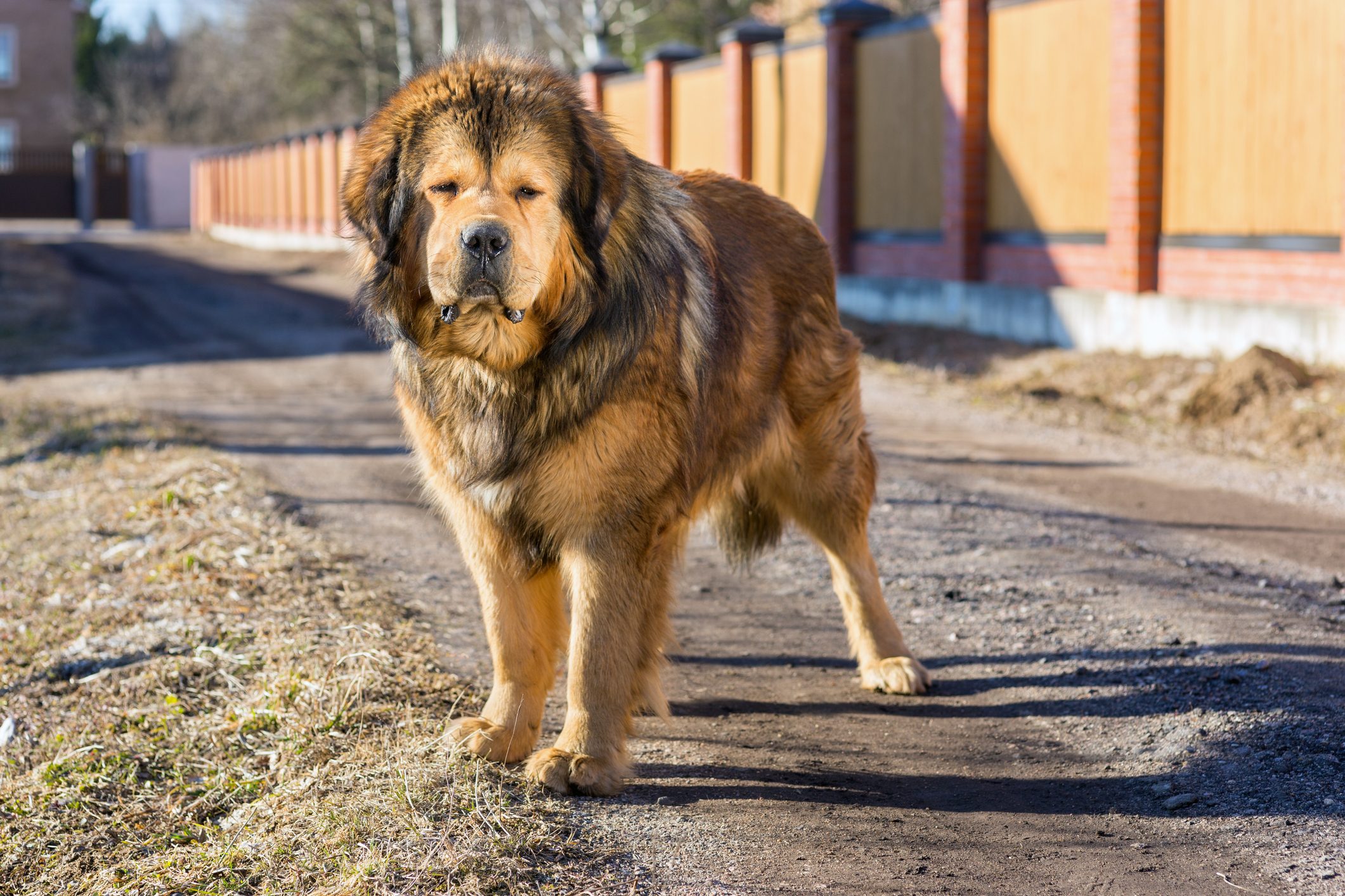 A large, fluffy dog stands on a dirt path beside a wooden fence, eyes partially closed in bright sunlight.