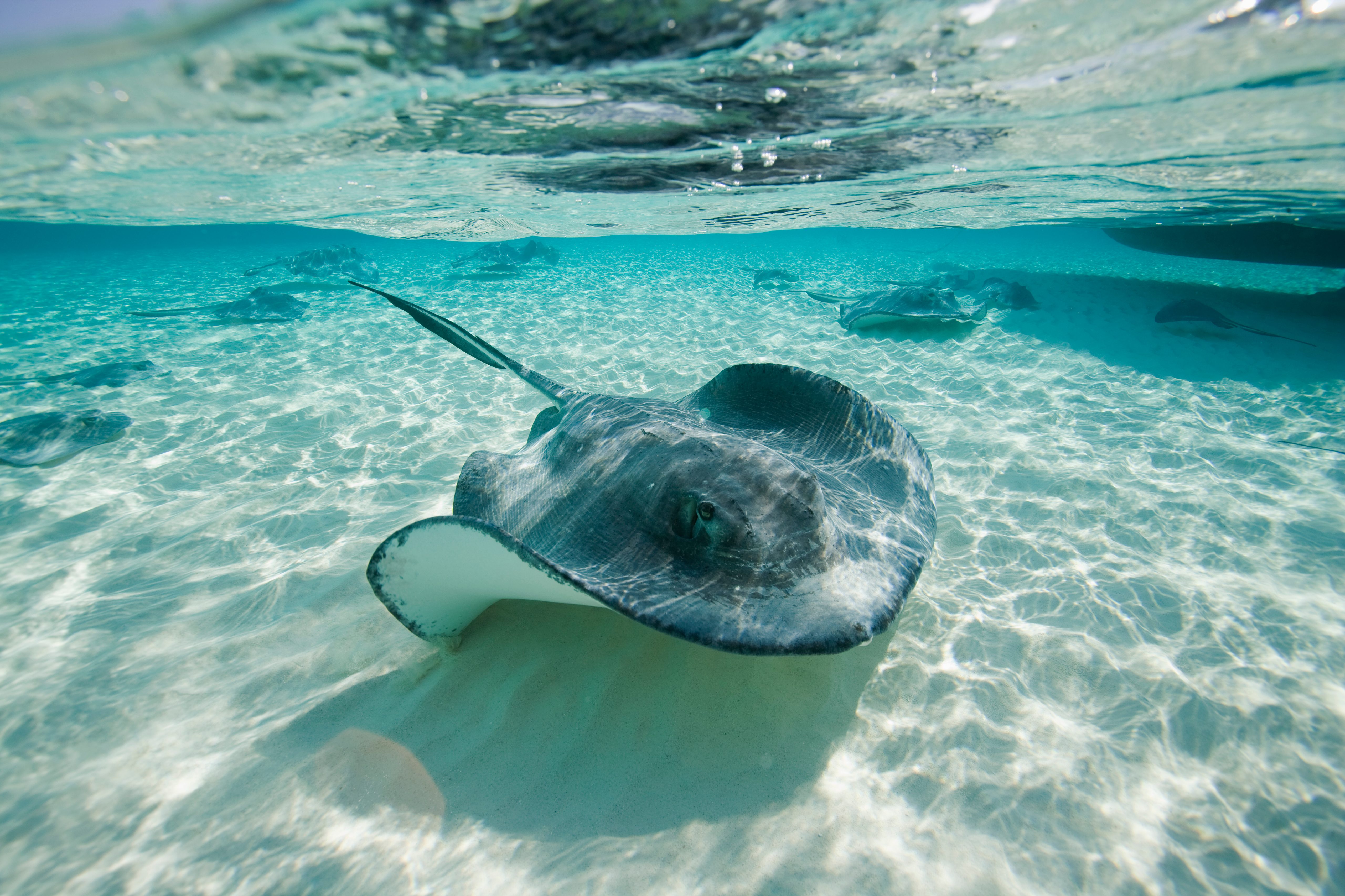 Southern Stingrays Swimming at Stingray City