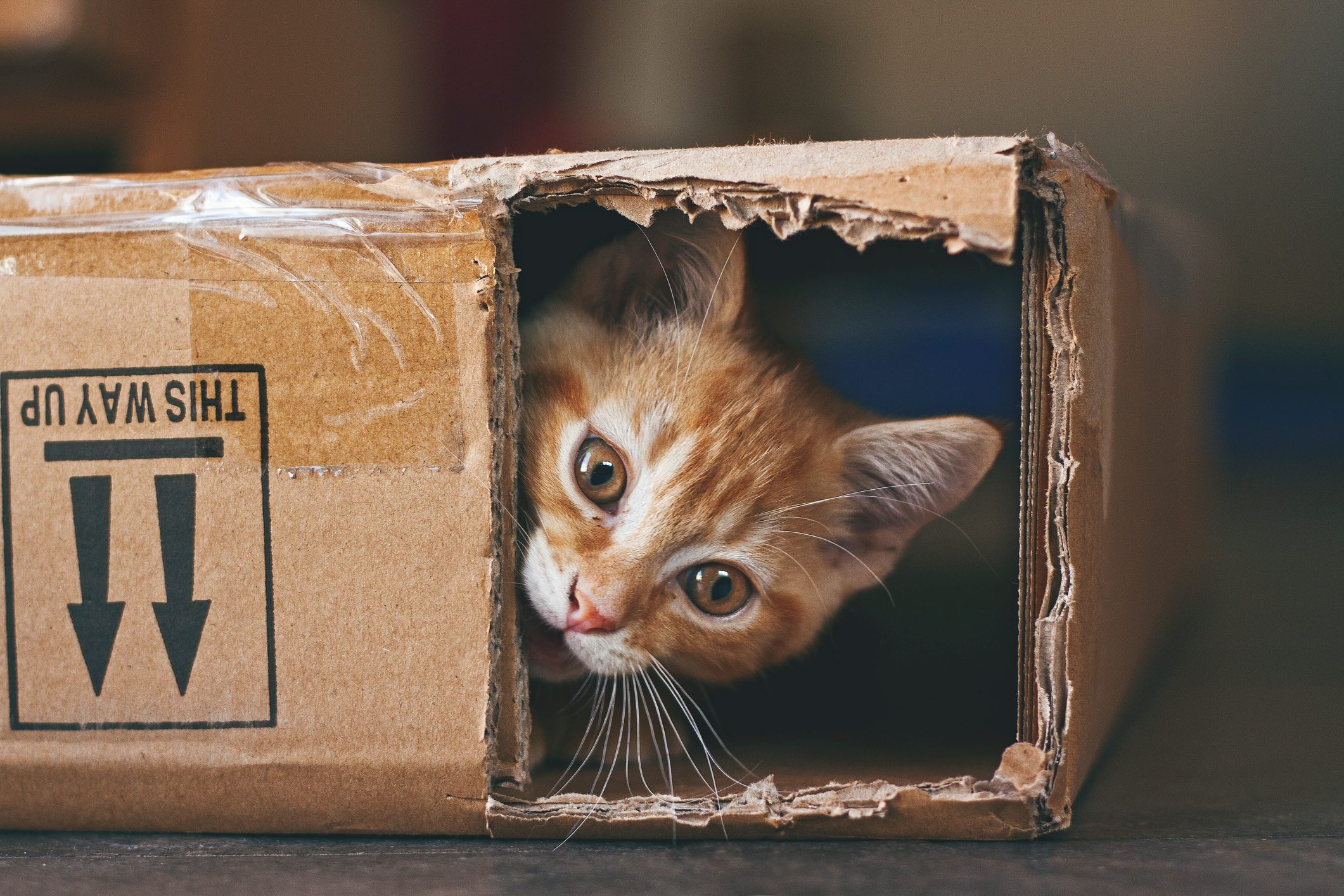 Cat peeks from torn cardboard box, marked with "THIS WAY UP" arrows, in a softly lit room.