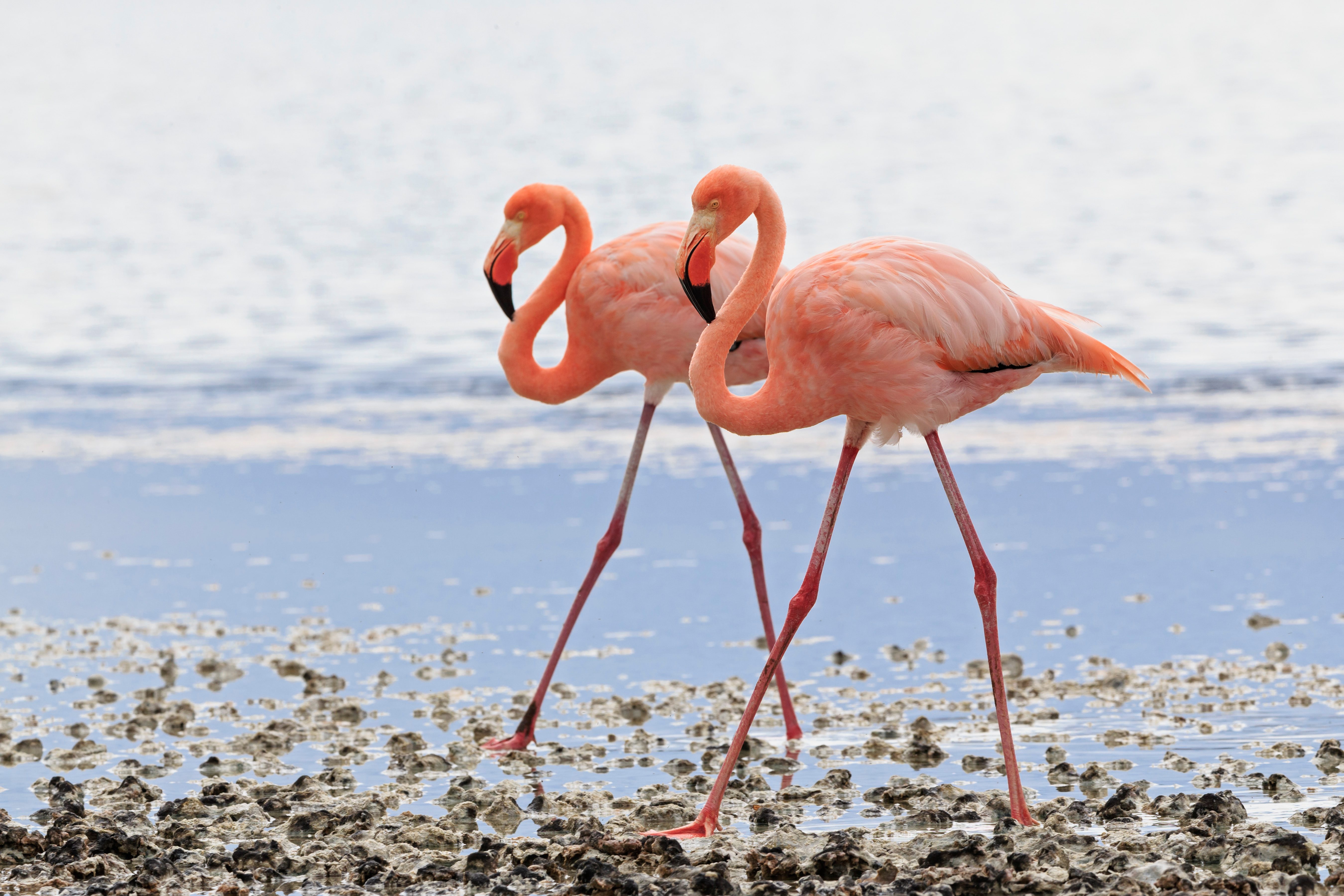 Ecuador, Galapagos Islands, Floreana, Punta Cormorant, two pink flamingos walking side by side in a lagoon
