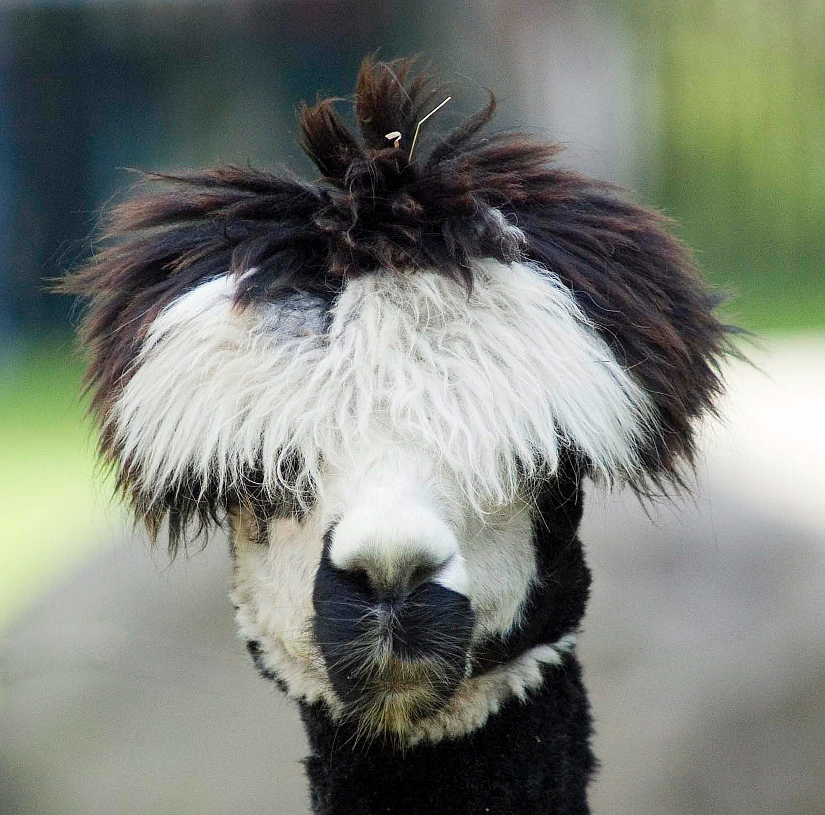 Germany Berlin Charlottenburg (Charlottenburg-Wilmersdorf) - Alpaca (Vicugna pacos), in the Berlin Zoo