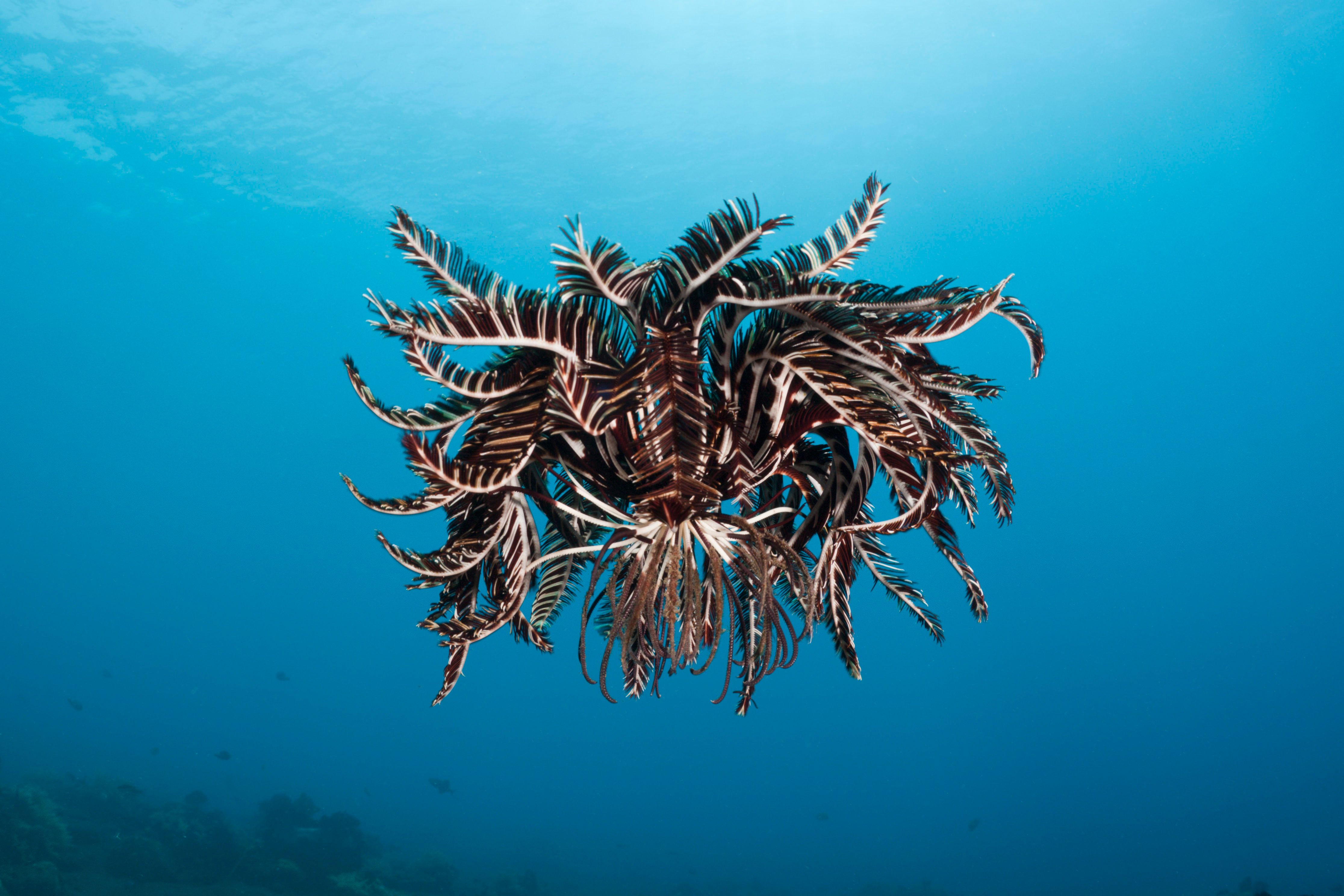 Crinoid hover over Reef, Comantheria sp., Alam Batu, Bali, Indonesia