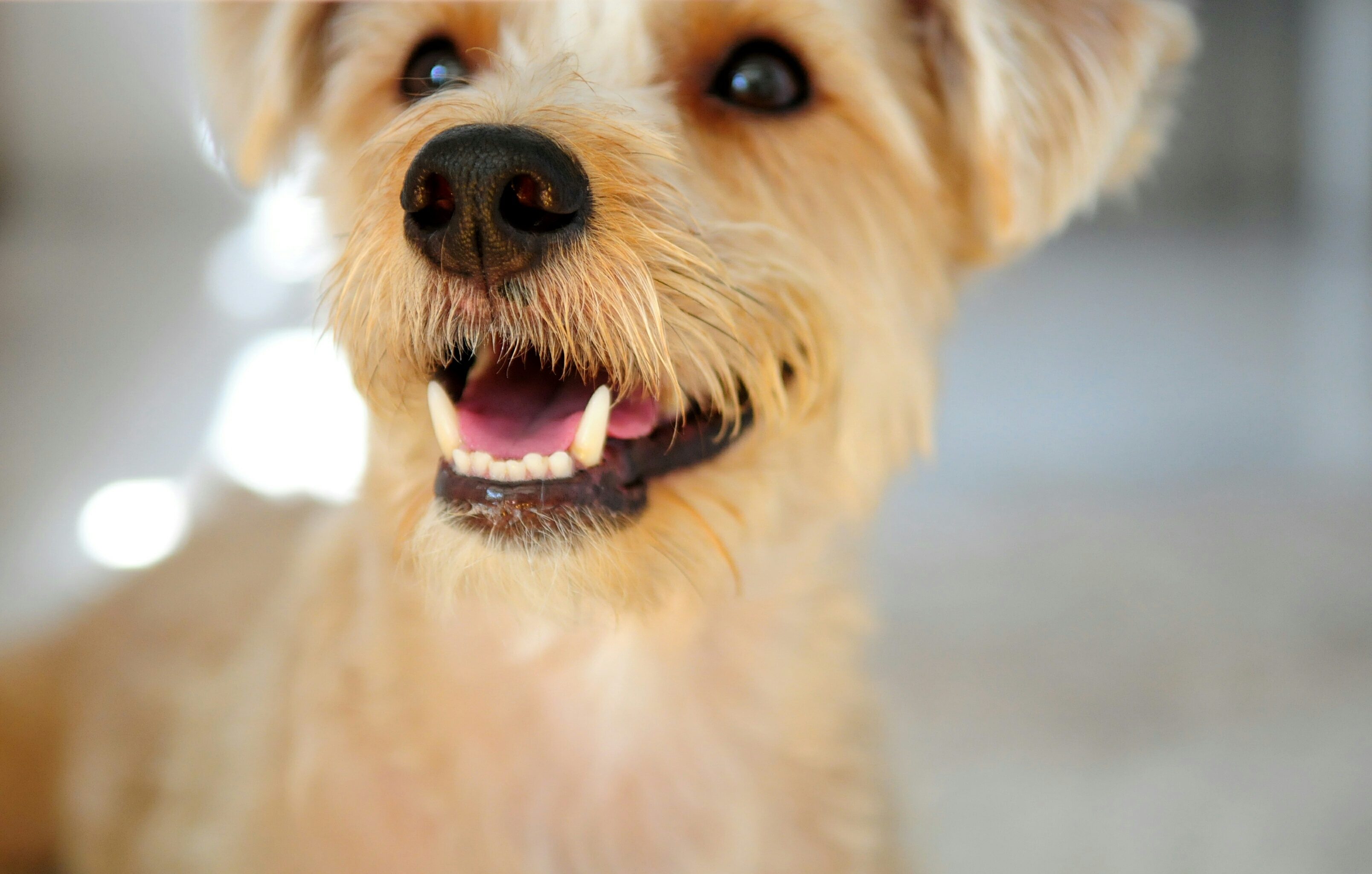 A small brown dog smiles happily indoors, with bright eyes and a bushy snout, creating a joyful and friendly atmosphere.