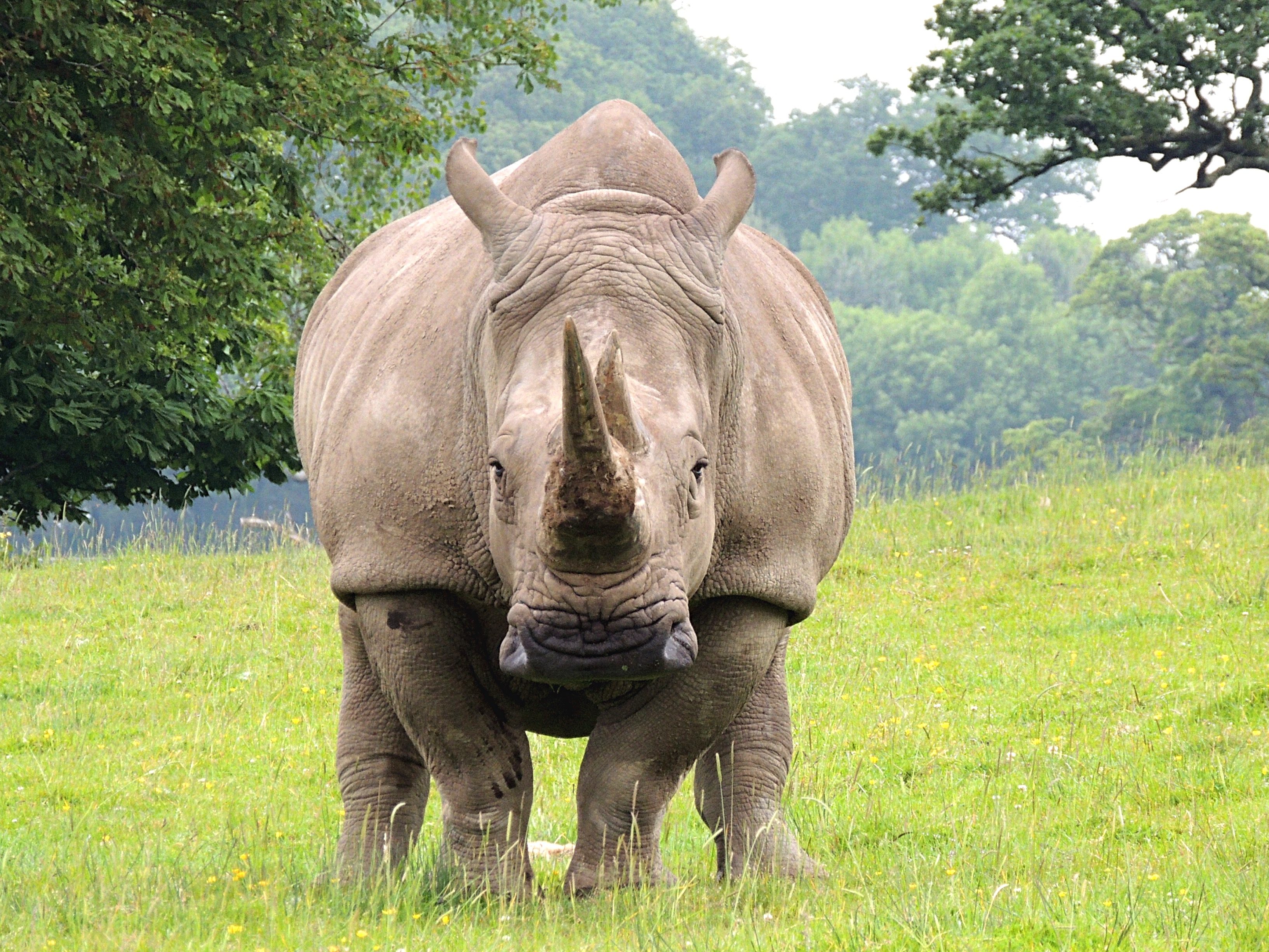Rhinoceros On Grassy Field