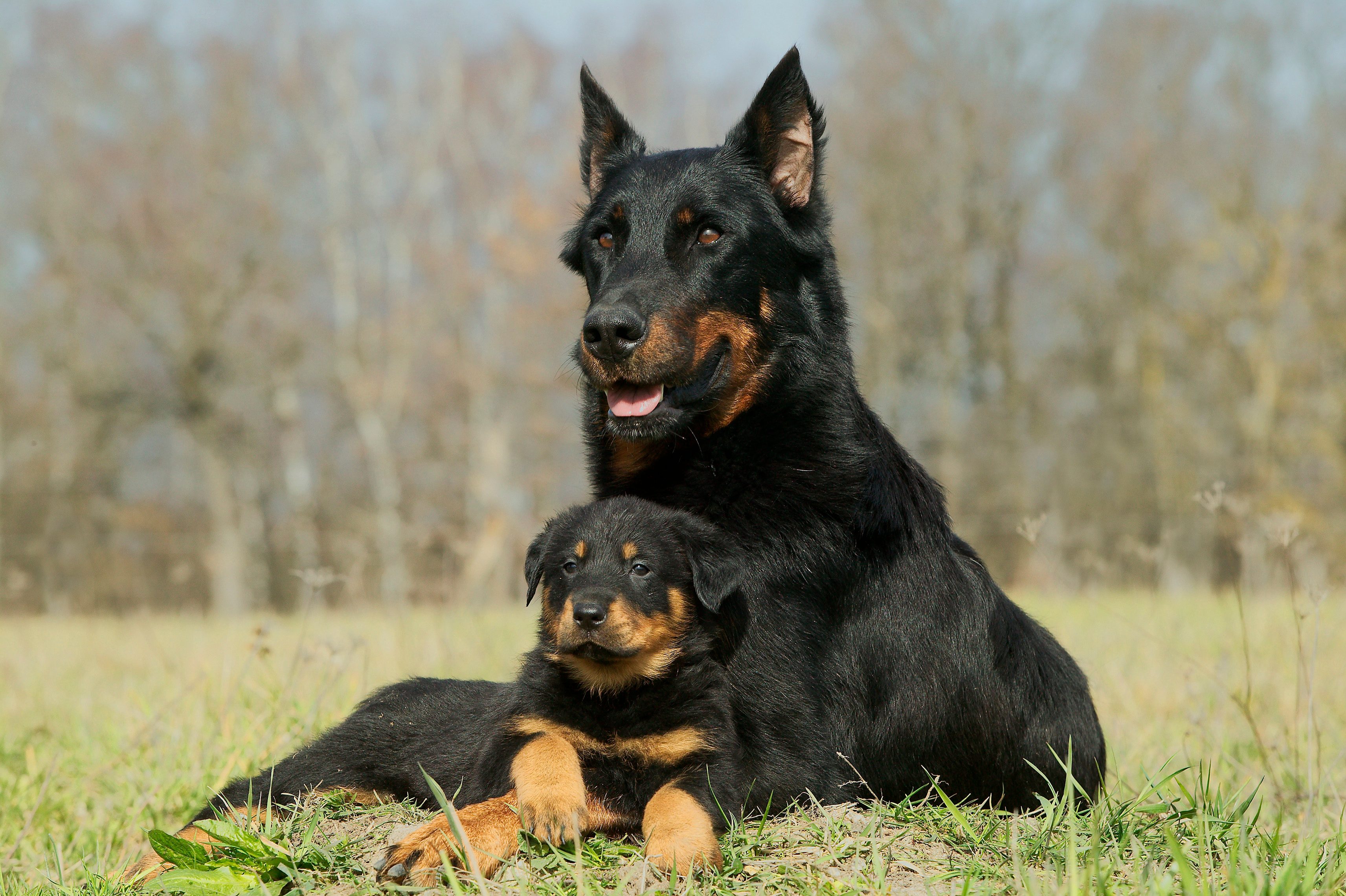 Two black and tan dogs rest closely in a grassy field, with blurred trees in the background.