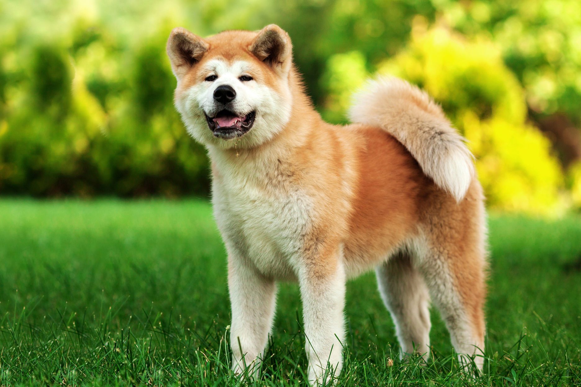 Fluffy dog stands on lush green grass, surrounded by blurred greenery, appearing content and alert.