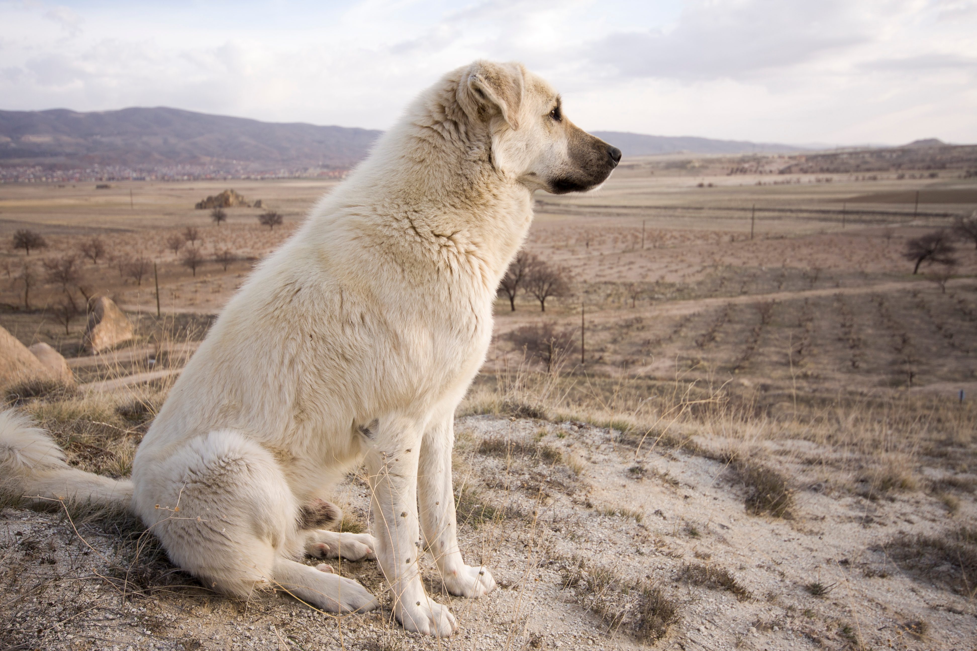 Dog sits attentively on hill, overlooking expansive barren landscape with rolling hills and sparse trees under a cloudy sky.