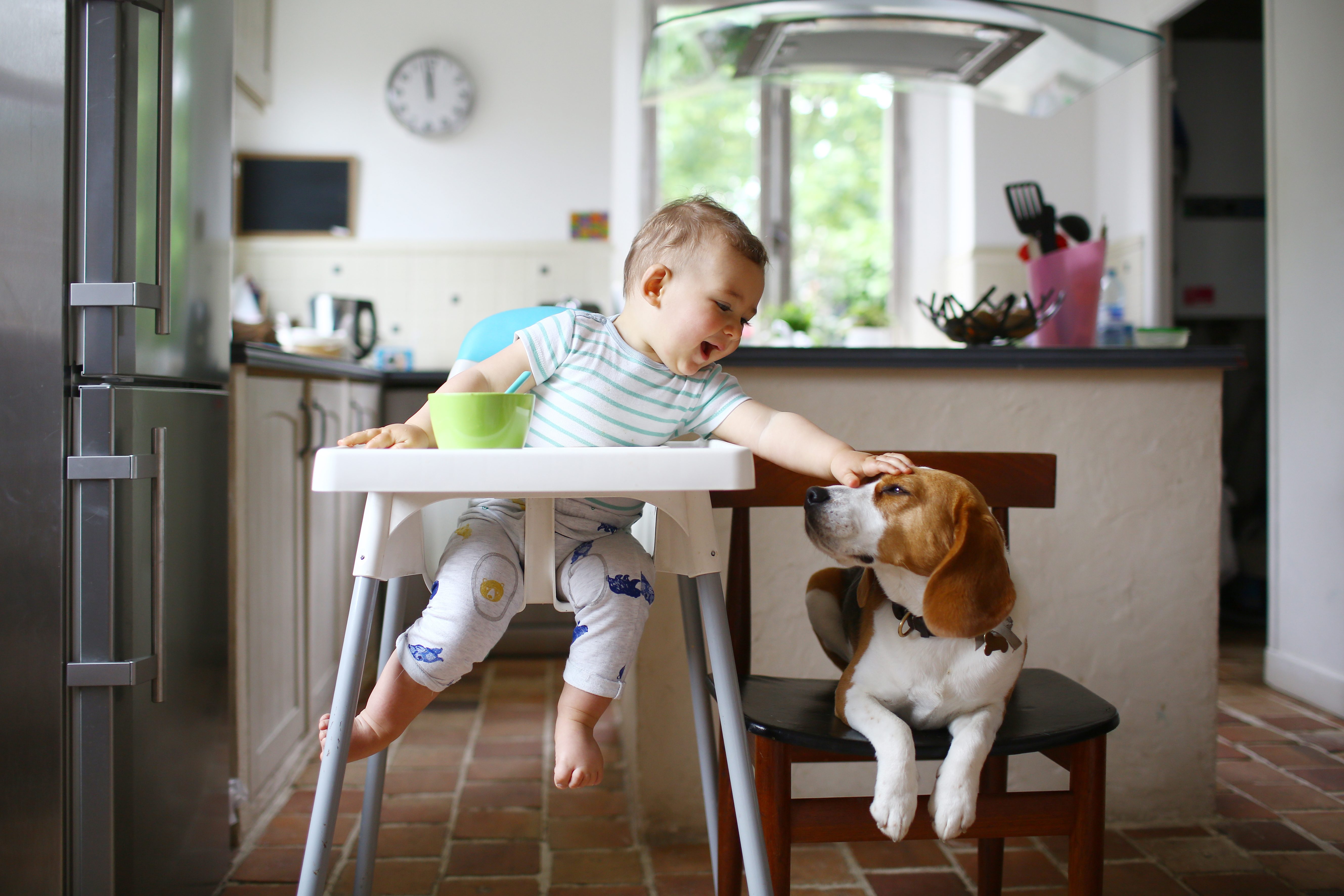 A baby touches a dog's head, sitting in a high chair next to it, in a cozy kitchen with a clock.