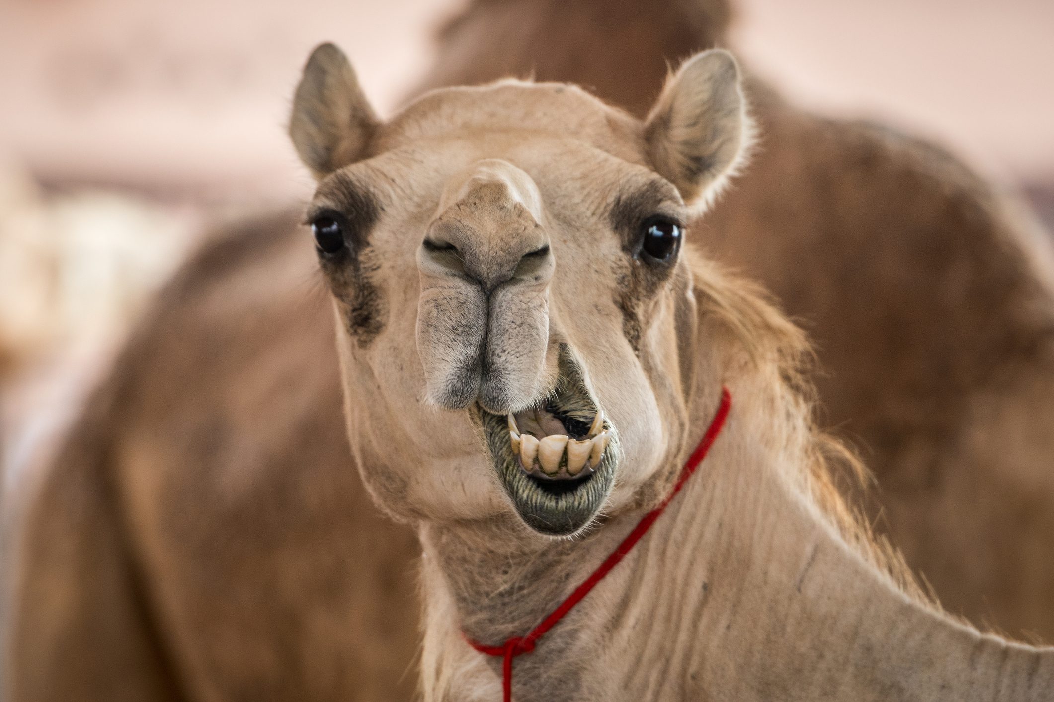 Camel showing teeth, wearing a red halter, in a desert setting. Background has another camel and blurred sandy tones.