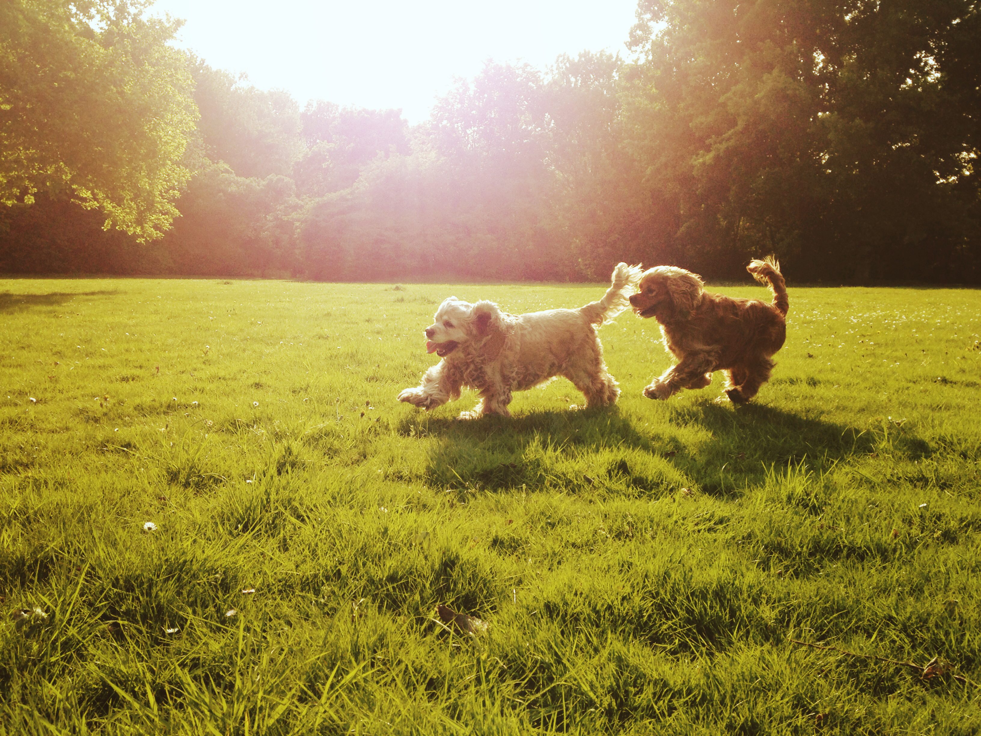 Two dogs run playfully across a sunlit grassy field, surrounded by trees.