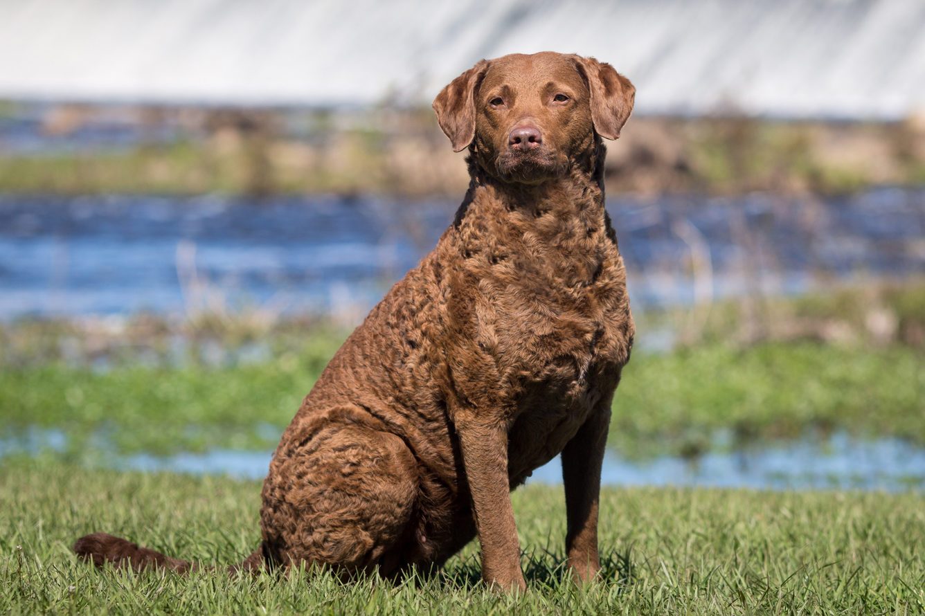 Brown curly-haired dog sits attentively on grass beside a flowing river, under a bright sky.